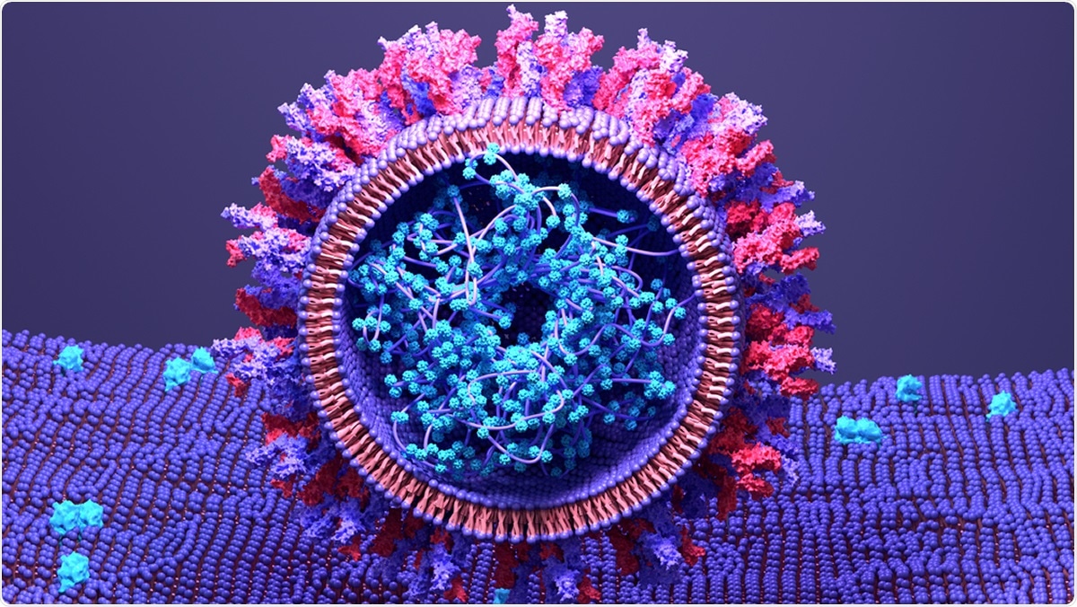 Study: Evolutionary differences in the ACE2 reveals the molecular origins of COVID-19 susceptibility. Image Credit: Design_Cells / Shutterstock