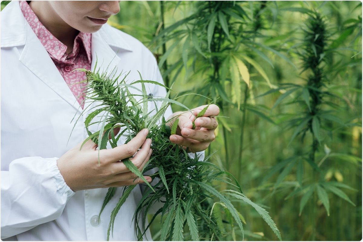 Study: Cannabidiol Inhibits SARS-CoV-2 Replication and Promotes the Host Innate Immune Response. Image Credit: Stokkete / Shutterstock