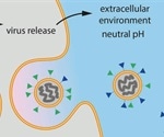 Structure and function of locked conformation of the SARS-CoV-2 spike protein identified