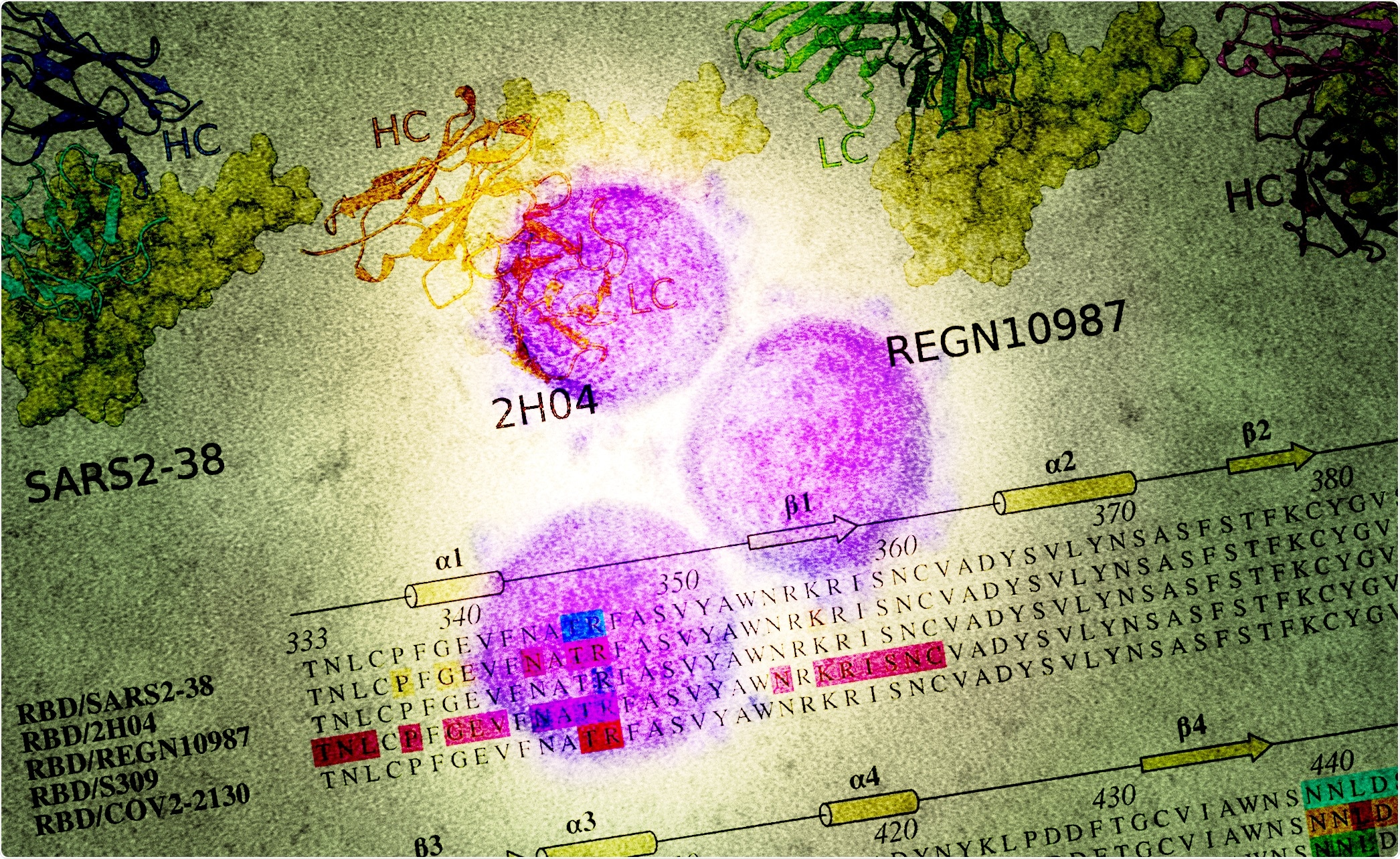 Study: A potently neutralizing anti-SARS-CoV-2 antibody inhibits variants of concern by binding a highly conserved epitope.