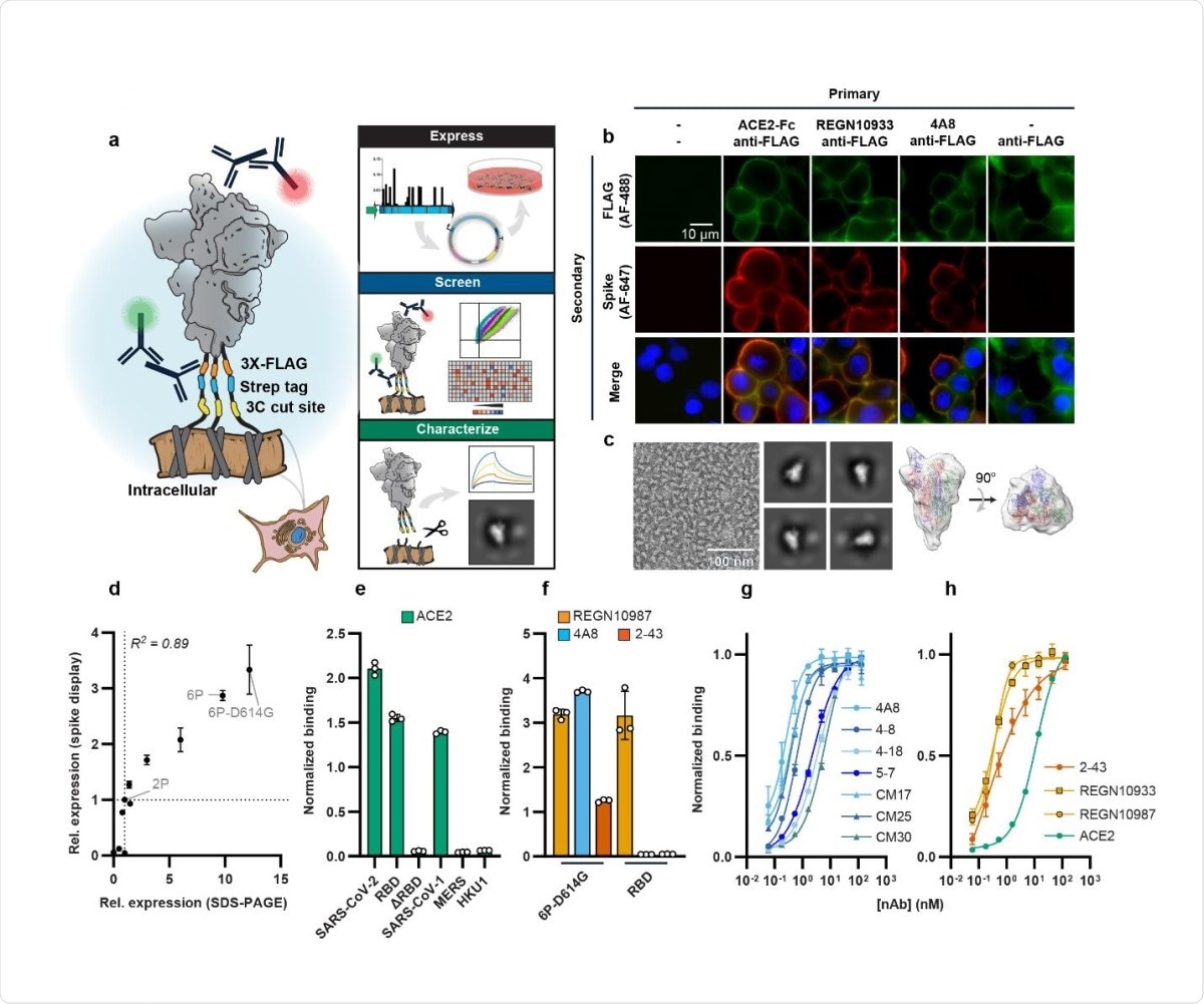 Biophysical characterization of spikes displayed on human cells. (a) Spike ectodomains are displayed on the surface of HEK293T cells. An automated cloning pipeline is coupled with flow cytometry to enable high throughput screening. Biophysical characterization is performed with spikes cleaved from cell surfaces. (b) Immunostaining confirms that SARS-CoV-2 (6P-D614G) spikes are localized to cell membranes and bind ACE2, REGN10933, or 4A8. Scale bar: 10 μm. (c) Negative-stain electron microscopy micrograph (left), 2D-class averages (middle), and a 3D model of surface-displayed spikes in the pre-fusion conformation. The majority of particles show 1-RBD up configuration. Scale bar: 100 nm (d) Relative spike display signal correlates with recombinant spike expression levels for engineered and clinical spike variants24,37. For both axes, the signal is normalized to spike-2P expression. Pearson correlation is used for statistical analysis. (e) ACE2 soluble domain binding by diverse coronavirus-family spikes displayed on mammalian cell surfaces. (f) Normalized binding for RBD- (REGN10987), NTD- (4A8), and S1-directed (2-43) neutralizing antibodies was measured using either the full SARS-CoV-2 spike or the isolated RBD. (g) Titration of NTD binding nAbs using spike display and flow cytometry. (h) Titration of ACE2, RBD-directed (REGN10933 and REGN10987), and S1-directed (2-43) nAbs using spike display and flow cytometry. All measurements in (E-H) are an average of three biological replicates. Error bars: S.D.