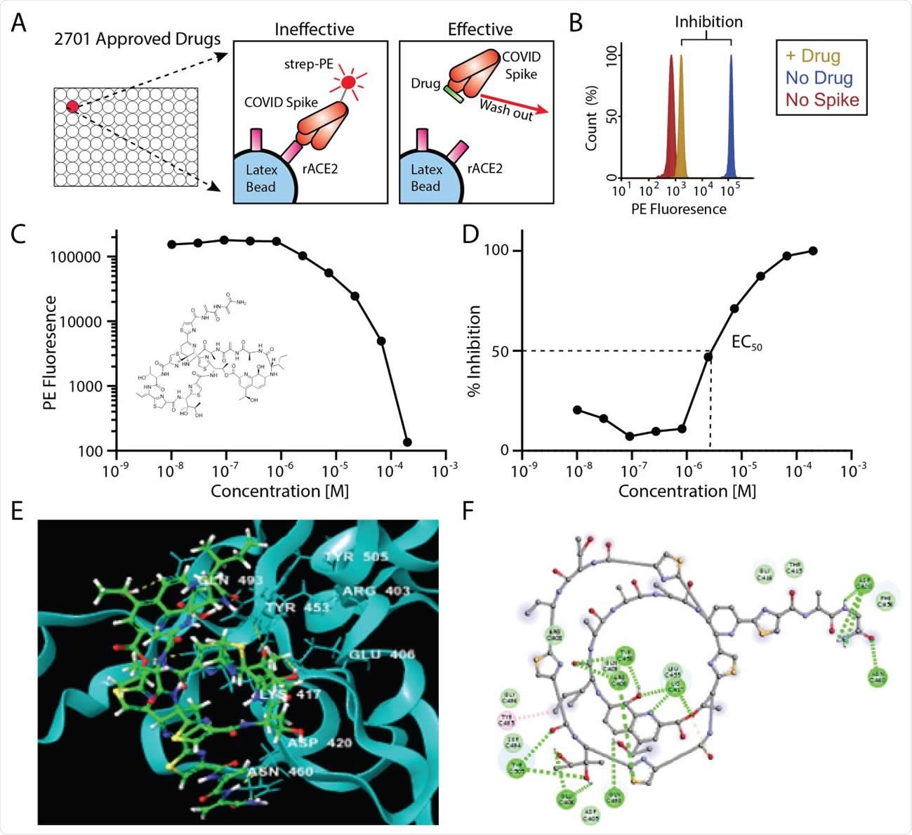 Inhibition of Spike-ACE2 binding by repurposed drugs. A) In vitro assay design showing inhibition of ACE2-Spike binding by “effective” drugs. B) Example histogram from primary screen showing >90% inhibition of ACE2-Spike binding following drug addition. C, D) EC50 data for the top candidate, Thiostrepton (structure inset) expressed as PE fluorescence (C) or percent inhibition (D). E) Three-dimensional and F) two-dimensional computational rendering of Thiostrepton binding to the SARS-CoV-2 spike protein.