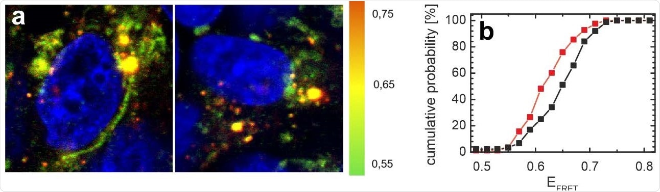 Distribution of αS in SH-SY5Y cells is affected by N-protein. a) FRET images of cells microinjected with the αS FRET probe. The color coding represents EFRET (green: low EFRET; yellow: mid EFRET; orange: high EFRET). The cell nucleus is counterstained with DAPI and visible in blue. A representative image of cells co-injected with N-protein and the αS FRET probe is shown on the left, the control cells on the right were only injected with the αS FRET-probe. b) Distribution of average FRET efficiencies of αS per image for all cells injected with N-protein (red) and control cells (black). The cumulative histograms contain data from at least 80 images for both the control and the N-protein injected samples. The average FRET efficiency of αS in cells injected with N-protein is shifted to lower EFRET values.
