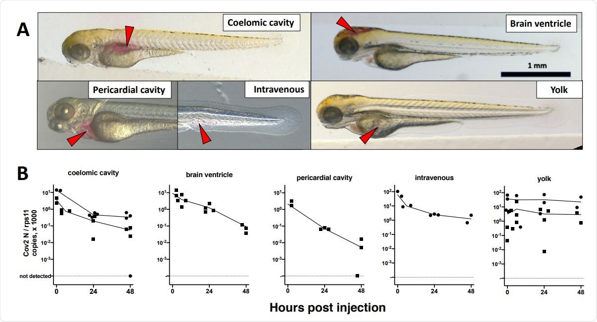 Microinjection of SARS-CoV2 to 3dpf wild-type larvae. A. Illustrations of the targeted sites. Images taken less than one minute after injection of the phenol red-coloured SARS-CoV-2 suspension. Red arrowheads point to the sites of microinjection. B. quantification of polyadenylated N transcripts over time, assessed by qRT-PCR; each symbol is an individual larva. Circles and squares correspond to injection of viral suspensions 1 and 2, as labelled on Table 1, respectively. Lines connect the means of values measured at each time point.