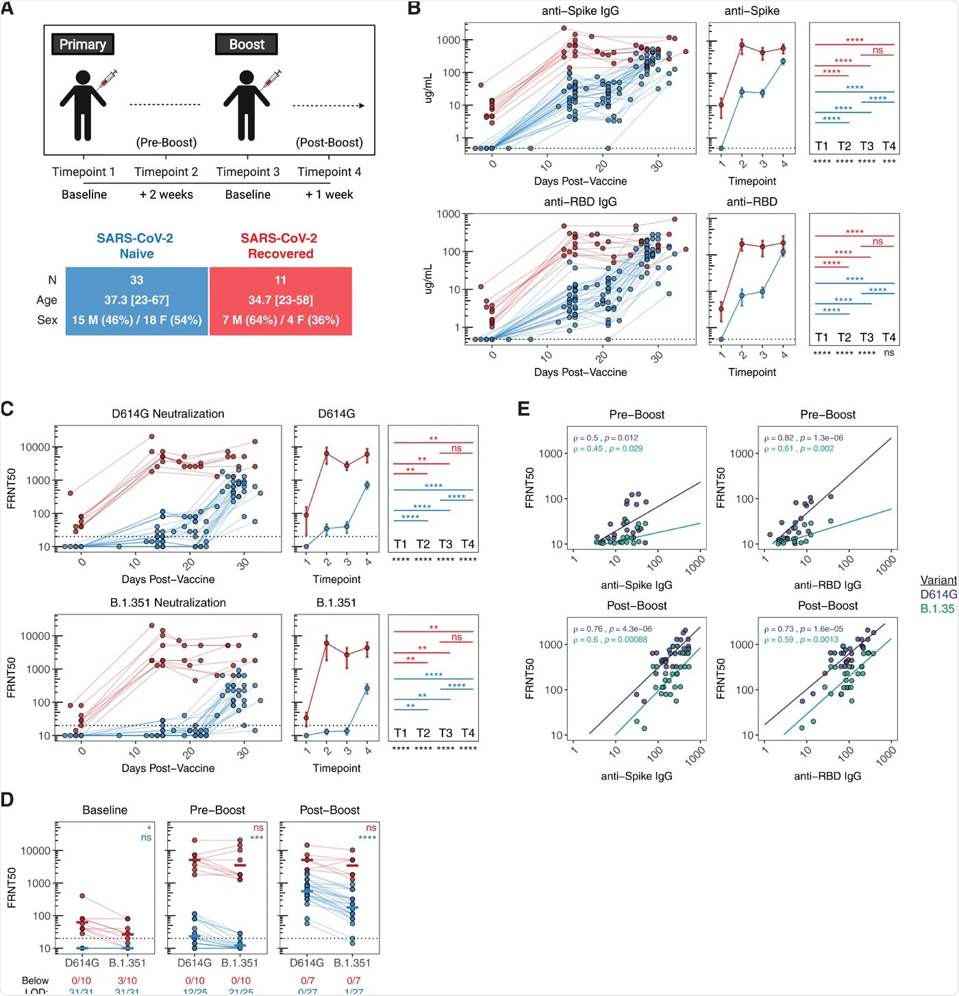Antibody responses following mRNA vaccination in SARS-CoV-2 naïve and recovered individuals. A) UPenn Immune Health COVID vaccine study design. B) Concentration of anti-spike and anti-RBD IgG antibodies in vaccinated individuals over time. C) Focus reduction neutralization titer 50% (FRNT50) of vaccine-induced sera against pseudotyped virus expressing SARS-CoV-2 D614G (wild-type) or B.1.351 (South African) variant spike protein. D) Paired analysis of neutralization titers against D614G and B.1.351 in vaccine-induced sera at baseline (timepoint 1), pre-boost (timepoint 2), and post-boost (timepoint 4). E) Bivariate analysis of total anti-spike and anti-RBD binding antibodies with pseudovirus neutralization titers against D614G and B.1.351. Associations between total antibody levels and neutralizing ability were calculated using Spearman rank correlation and are shown with linear trend lines. Dotted lines indicate the limit of detection (LOD) for the assay. Statistics were calculated using unpaired Wilcoxon test (comparisons between timepoints and comparisons between naïve and recovered) or paired Wilcoxon test (comparisons between D614G and B.1.351) with Holm correction for multiple comparisons. Blue and red values indicate statistical comparisons within naïve or recovered groups. Black values indicate statistical comparisons between naïve or recovered groups.