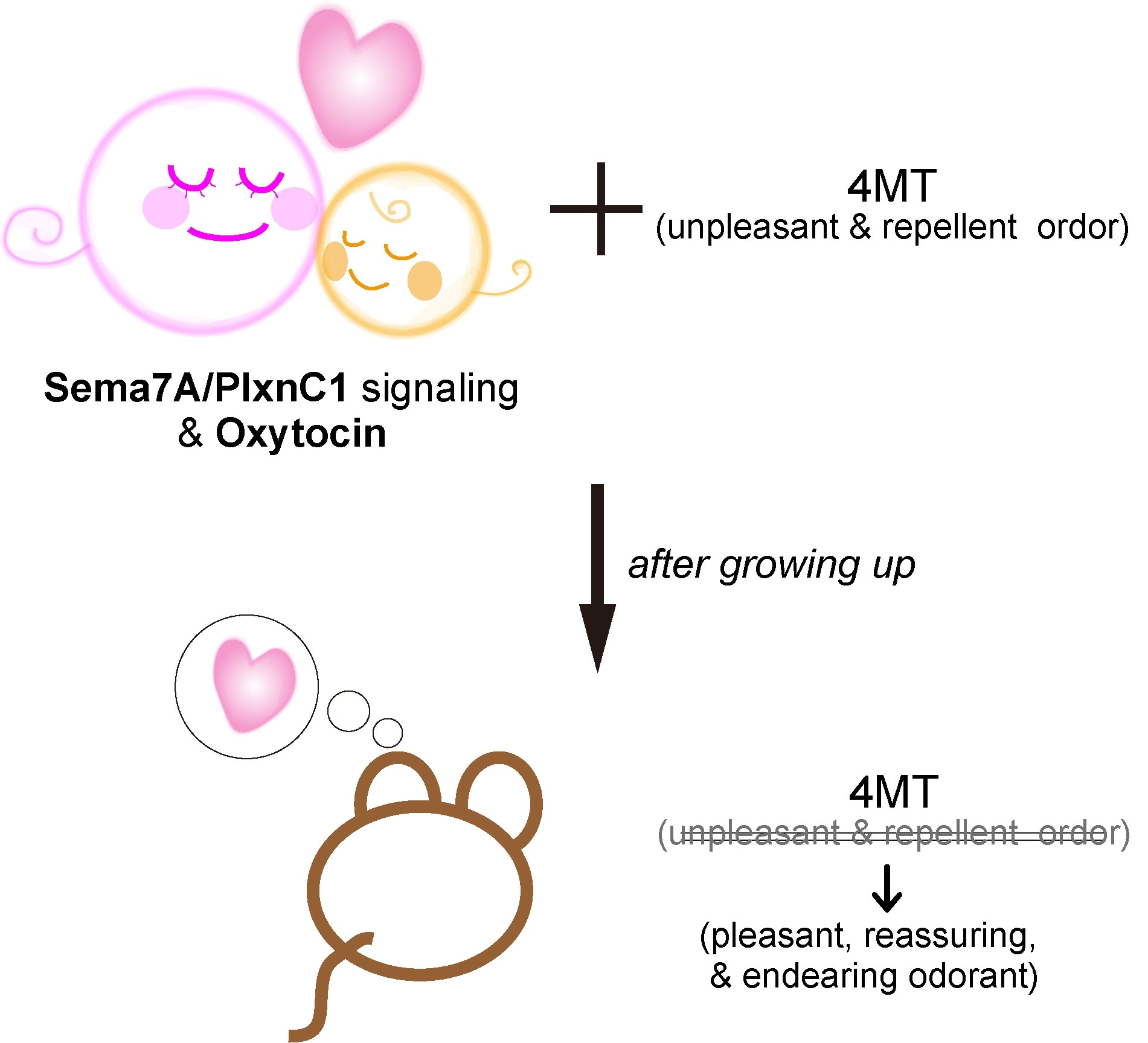 Early exposure to smell can affect perception and social behavior later in life