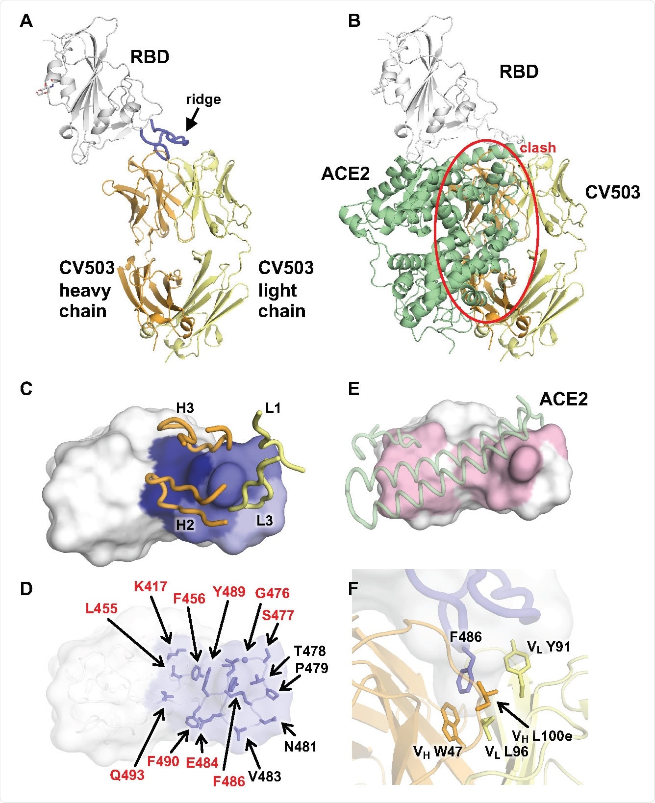 Crystal structure of SARS-CoV-2 RBD in complex with CV503. A, CV503 binds to the ridge region of SARS-CoV-2 RBD. The heavy and light chains of CV503 are shown in orange and yellow, respectively. SARS-CoV-2 RBD is in white, where its ridge region (residues 471–491) is shown in blue. B, The ACE2/RBD complex structure (PDB ID: 6M0J)52 is superimposed on the CV503/RBD complex. The heavy chain of CV503 (orange) would clash with ACE2 (green) if bound to RBD simultaneously (indicated by red circle). C-D, Epitope of CV503. Epitope residues contacting the heavy chain are in dark blue and light chain are in light blue, while residues contacting both heavy and light chains are in ocean blue. In C, CDR loops that are directly involved in RBD-binding are labeled. In D, epitope residues are labeled. Epitope residues that are also involved in ACE2 binding are labeled in red. E, ACE2-binding site on the RBD are in light pink. ACE2 is represented as semitransparent cartoon in pale green. Epitope residues and ACE2-interacting residues are defined as those with a buried surface area (BSA) /> 0 Å2. F, F486 at the ridge region of SARS-CoV-2 RBD (blue) is clamped in a hydrophobic pocket formed by the heavy (orange) and light chains (yellow) of CV503.