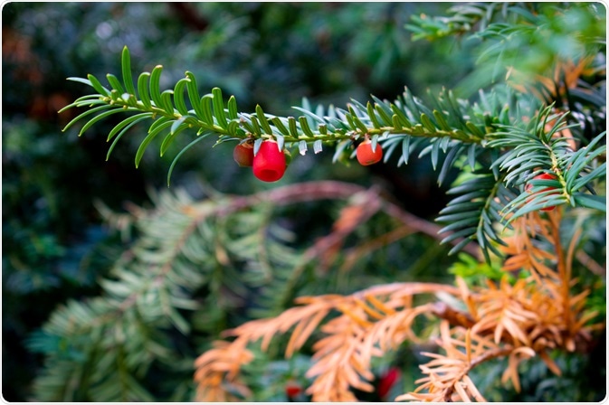 Image Credit: OlgaPeiro / Shutterstock