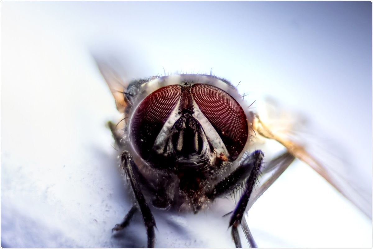 Study: Mechanical transmission of SARS-CoV-2 by house flies. Image Credit: Srinivasan.Clicks / Shutterstock