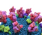 Study discovers new target on SARS-CoV-2 spike for protective antibodies
