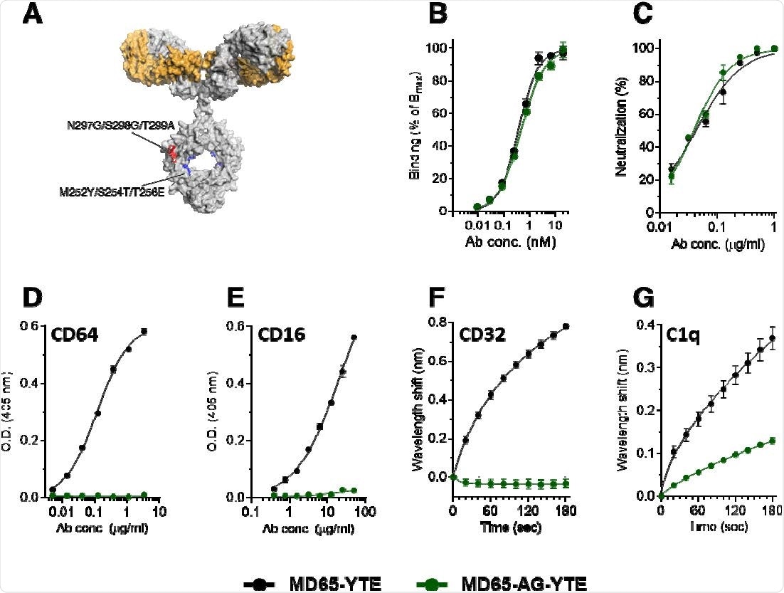 Binding characteristics of the MD65 antibody engineered versions. (A) Schematic representation of the mutations inserted into the YTE version (Red) and the AG-YTE version (Red and Blue). (B) Binding to immobilized SARS-CoV-2 spike protein, tested by ELISA. (C) In vitro neutralization of SARS-CoV-2 using plaque reduction neutralization test (PRNT). (D, E) Binding to immobilized CD64 (D) or CD16 (E), evaluated by ELISA. (F) BLI measurements of the binding of each antibody to immobilized CD32. (G) BLI measurements of the binding of C1q to the immobilized antibodies. Values are average ± SEM of triplicates of representative experiment (B-E) or of three independent experiments (F, G).