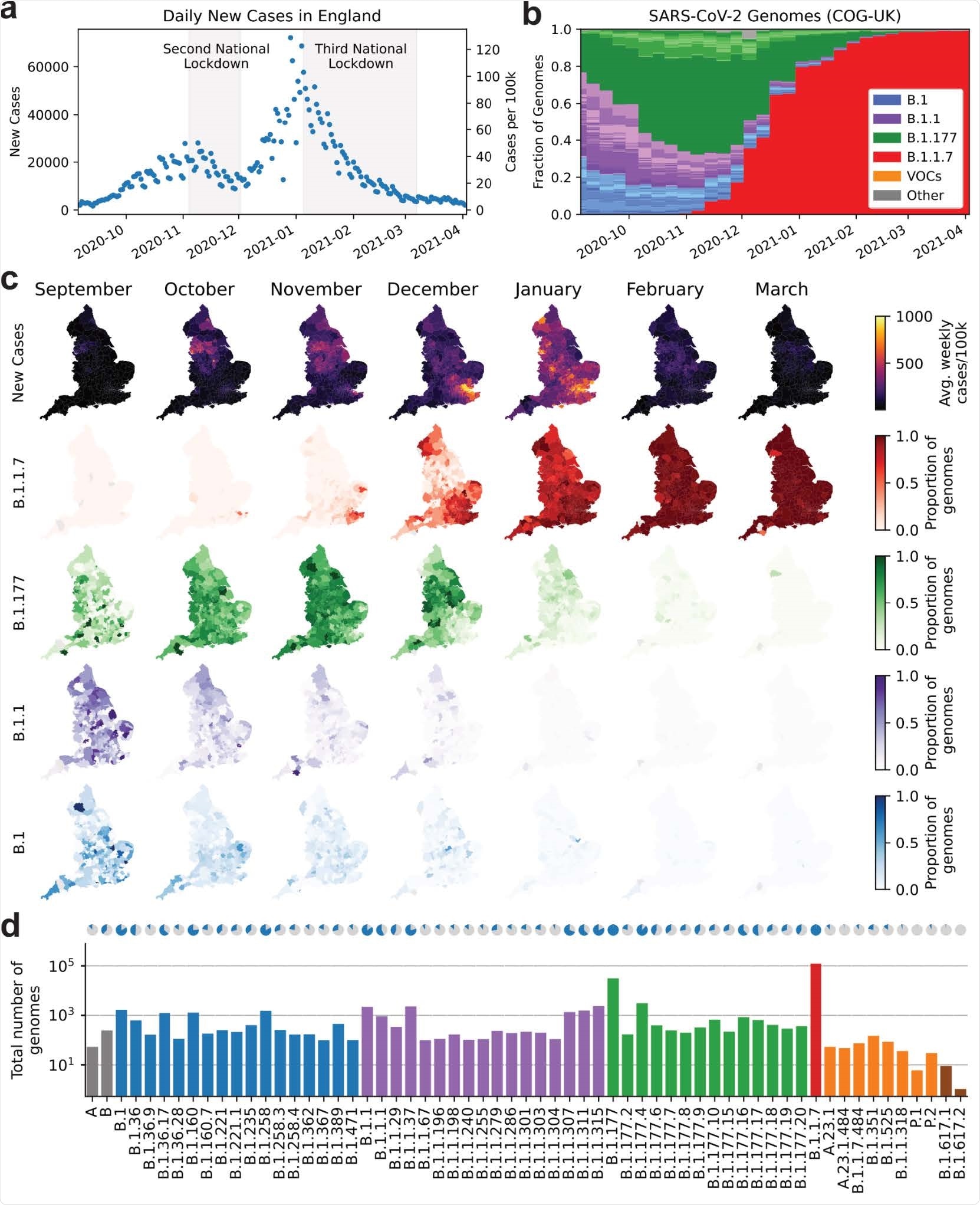 SARS-CoV-2 surveillance sequencing in England between September 2020 and April 2021. a. Positive Pillar 2 SARS-CoV-2 tests in England. b. Relative frequency of 62 different PANGO lineages, representing approximately 5.3% of tests shown in a. c. Positive tests (top row) and frequency of 4 major lineages across 315 English lower tier local authorities. d. Absolute frequency of sequenced genomes mapped to 62 PANGO lineages. Blue areas in the pie charts are proportional to the fraction of LTLAs where a given lineage was observed.