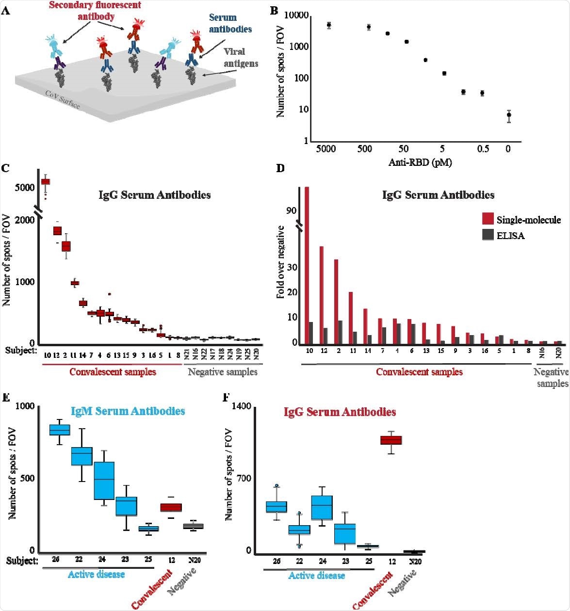Single-molecule detection of anti-RBD antibodies. (A) Scheme of the serological diagnostic test. Serum samples are incubated with biotin-conjugated viral antigen (RBD) and loaded on a PEG-coated, streptavidin activated coverslip. Multiplex of fluorescently-labeled anti-human IgG (red) and IgM (light blue) antibodies are added to the flow cell and imaged. (B) Human anti-RBD antibodies at the indicated concentrations were incubated with biotin-RBD, and detected by fluorescently-labeled anti-human IgG antibodies. The Antibodies LoD is at picomolar concentrations. Both axes are in logarithmic scale, and the no anti-RBD antibody data point is not to scale. (C) Serum samples from either convalescent or not-infected subjects were diluted 1:2500 and analyzed as described in B to detect the presence of anti-RBD IgG antibodies in the subjects’ serum. The box plot shows the number of spots per FOV for all the FOV imaged for each sample. Median values of each group were compared by t-test, p-value < 0.05. (D) Comparison between single-molecule and ELISA detection of anti-RBD antibodies. Single-molecule imaging and ELISA against anti-RBD antibodies were conducted on the same samples. Signals from each assay were normalized compared to the negative serum samples. Single-molecule imaging provides greater sensitivity and dynamic range in detecting anti-RBD antibodies in serum. (E-F) Serum from subjects with an active COVID-19 disease (blue), convalescent (red), or not-infected (gray) subjects, were diluted 1:2500, incubated with biotin-RBD and loaded on a streptavidincoated surface. Fluorescently labeled anti-human IgM (E) or IgG (F) antibodies were imaged and quantified.
