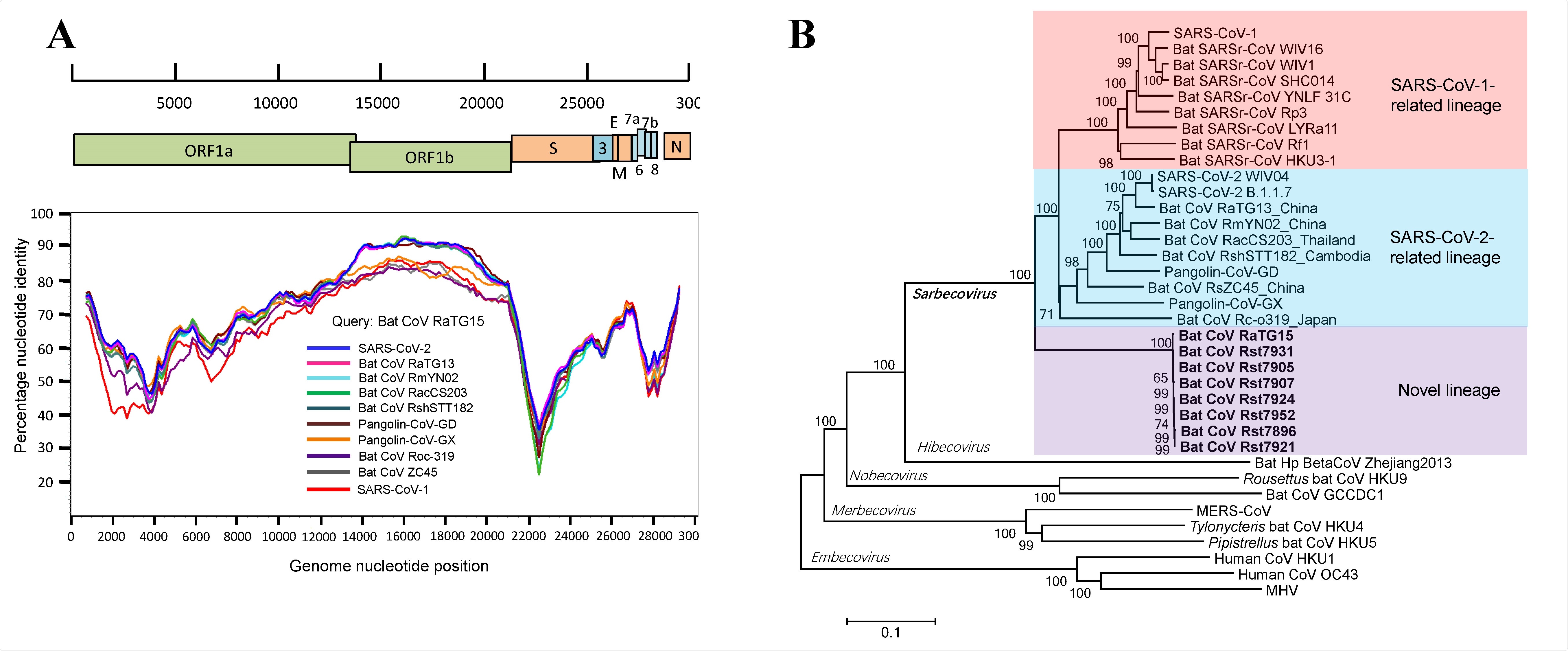 Discovery of a novel lineage of bat SARSr-CoVs. (A) Similarity plot analysis based on the full-length genome sequence of bat SARSr-CoV RaTG15. Full409 length genome sequences of SARS-CoV-1, SARS-CoV-2, bat and pangolin CoVs related to SARS-CoV-2 were used as reference sequences. The analysis was performed with the Kimura model, a window size of 1500 base pairs and a step size of 150 base pairs. (B) Phylogenetic tree based on complete genome sequences of betacoronaviruses. The trees were constructed by the Neighbour-joining method using the Jukes-Cantor model with bootstrap values determined by 1000 replicates. Bootstraps /> 50% are shown. The scale bars represent 0.1 substitutions per nucleotide position. The novel SARSr-CoVs characterized in this study are shown in bold. Ra, Rhinolophus affinis; Rst, Rhinolophus stheno; Rsh, Rhinolophus shameli; Rs, Rhinolophus sinicus; Rac, Rhinolophus acuminatus; Rm, Rhinolophus malayanus; Rc, Rhinolophus cornutus; MHV, murine hepatitis virus.