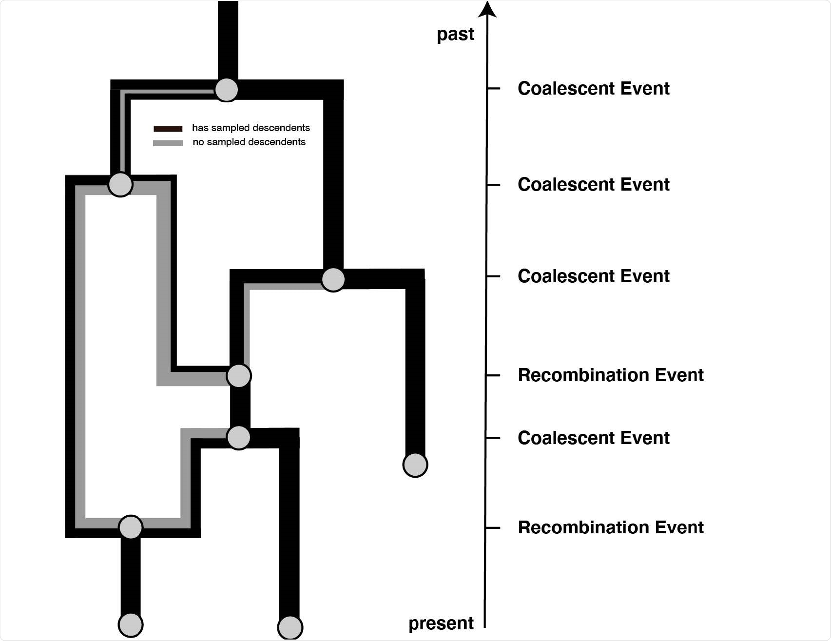 Example recombination network. Events that can occur on a recombination network as considered here. We consider events to occur from present backwards in time to the past (as is the norm when looking at coalescent processes. Lineages can be added upon sampling events, which occur at predened points in time and are conditioned on. Recombination events split the path of a lineage in two, with everything on one side of a recombination breakpoint going in one and everything on the other side of a breakpoint going in the other direction.