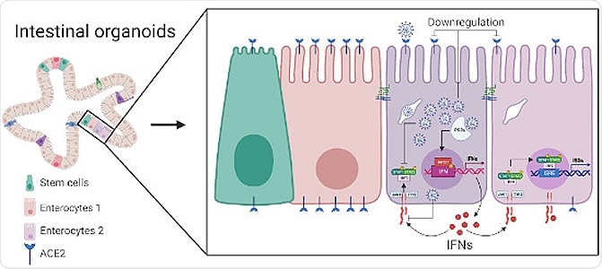 Single cell sequencing and multiplex single‐molecule RNA FISH analyses on SARS‐CoV‐2 infected human intestinal organoids characterize the tropism of SARS‐CoV‐2 and identify strategies developed by the virus to interfere with the host intrinsic innate immune response.