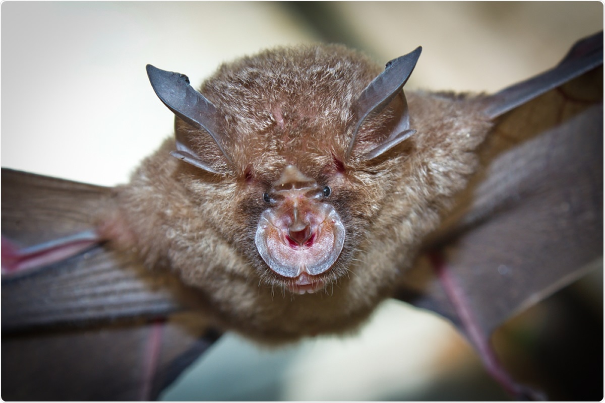 Study: Identification of a novel lineage bat SARS-related coronaviruses that use bat ACE2 receptor. Image Credit: Binturong-tonoscarpe / Shutterstock