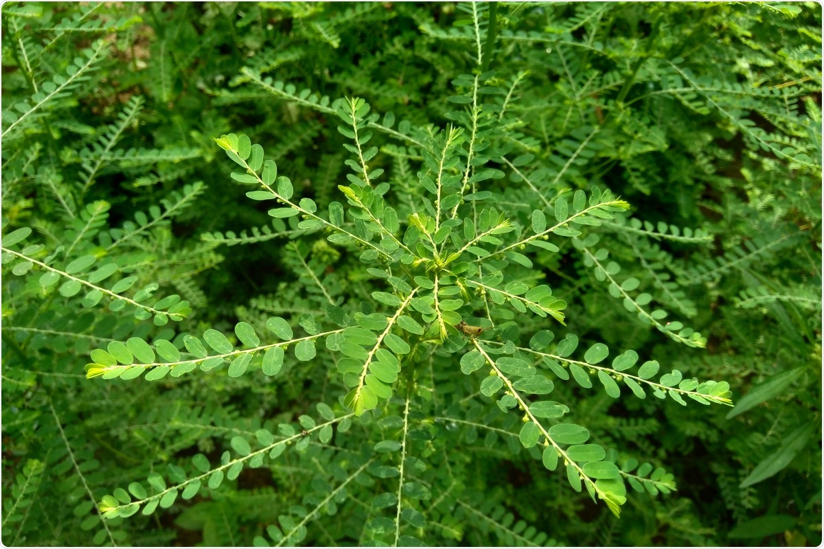 Corilagin is a compound derived from Phyllanthus urinaria. Image Credit: Hasnia / Shutterstock