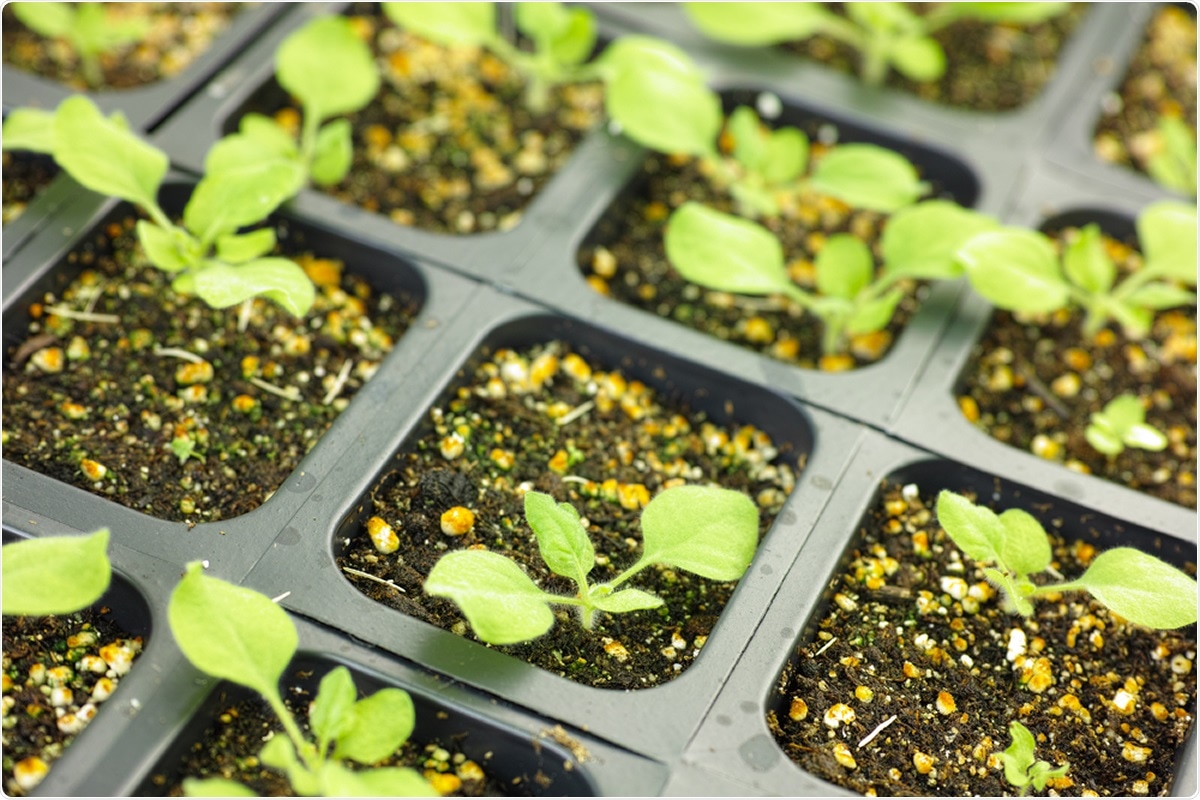 Study: Phase 1 randomized trial of a plant-derived virus-like particle vaccine for COVID-19. Image Credit: SINITAR / Shutterstock