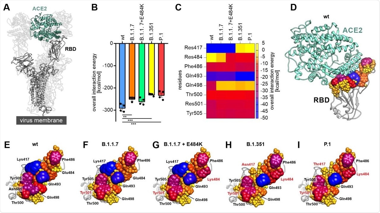 Decomposition of the overall linear interaction energies. (A) Structural representation of the trimeric spike protein as expressed on the viral membrane (grey) with exposed receptor binding domain (RBD). The host cell receptor ACE2 is displayed in aquamarine (PDB ID: 7kms (19)). (B) Overall linear interaction energy as calculated for the different spike protein variants (wt = wild type). Statistical analysis was performed using one-way ANOVA (n=4, differences assumed significant for ** p<0.01, *** p<0.001). (C) Heat map of receptor-binding domain (RBD) expressed residues important for binding of ACE2. (D) Wild type RBD in complex with ACE2 (aquamarine). All residues within a maximum distance of 8 Å to ACE2 are displayed according to their interaction energy with different colors and sphere radii. (E) View on the interface formed by the wild type RBD with residues displayed in different colors and sphere diameters according to their interaction energy. Especially lysine 417 (Lys417), glutamate 484 (Glu484), phenylalanine 486 (Phe486), glutamine 493 (Gln493), glutamine 498 (Gln498), threonine 500 (Thr500), asparagine 501 (Asn501) and tyrosine 505 (Tyr505) were of interest. (F) View on the interface formed by the RBD of the B.1.1.7 variant with ACE2. Note that residue 501 is mutated to tyrosine (Tyr501; red) in this variant. (G) View on the interface formed by the RBD of the B.1.1.7+E484K variant with ACE2. Note the additional change of residue 484 from glutamate to lysine (Lys484; red) compared to wild type and B.1.1.7. (H) View on the interface formed by the RBD of the B.1.351 variant with ACE2. This variant carries the tyrosine at position 501, the lysine at position 484 and an additional exchange from lysine to asparagine at position 417 (Asn417; red). (I) View on the interface formed by the RBD of the P.1 variant with ACE2. Besides a tyrosine at position 501 and a lysine at position 484 this variant carries a lysine to threonine exchange at position 417 (Thr417; red).