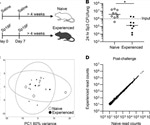 How antibody production in the lungs can determine severe respiratory infections