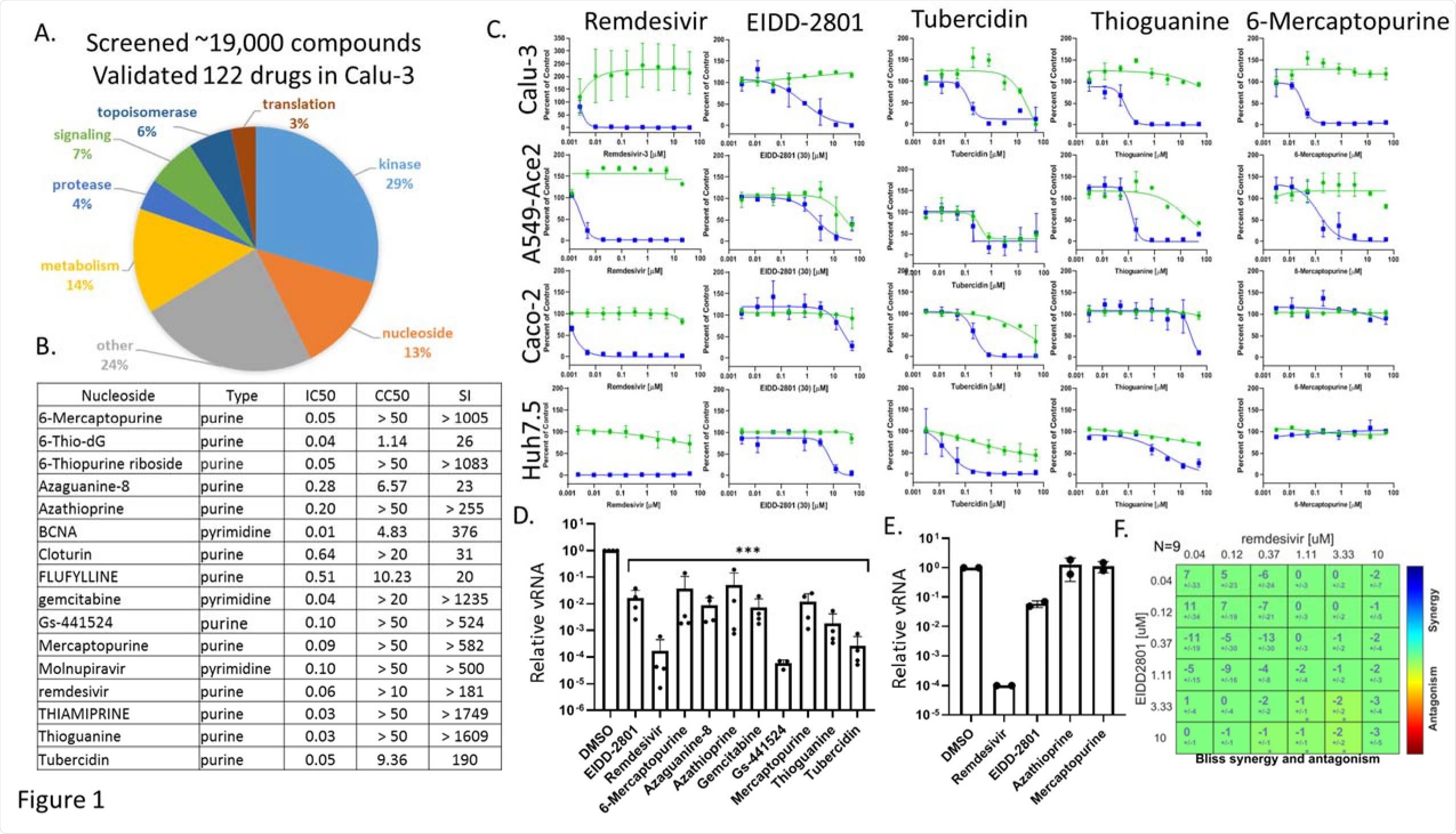 Antiviral nucleosides are highly active in respiratory cells and show cell-type specific activity. A. Pie chart of antivirals validated in Calu-3 cells with Selective Index (EC50/CC50)>3. From ~19,000 compounds, 122 show activity. B. 16 nucleoside analogs validated in Calu-3 cells with the nucleoside type listed along with the EC50, CC50, and SI.C. Calu-3 A549-ACE2 Caco-2 Huh7.5 cells were treated with the indicated nucleosides in dose response showing infection (blue) and toxicity (green). D. Calu-3 cells pretreated with vehicle or 10uM of the indicated drugs and infected with SARS-CoV-2 for 48h and RT-qPCR analysis of viral infection with Mean±SE shown for reduction compared to vehicle control (n≥3). (p<0.001, ANOVA) E. RT-qPCR analysis of viral infection shown for the indicated drugs in nasal air-liquid interface cultures; Remdesivir (10uM), EIDD-2801 (10uM); Azathioprine (30uM); Mercaptopurine (30uM). (n=2).G. BLISS analysis of the 2x2 combination of Remdesivir and Molnupiravir in Calu-3 cells showing additivity.