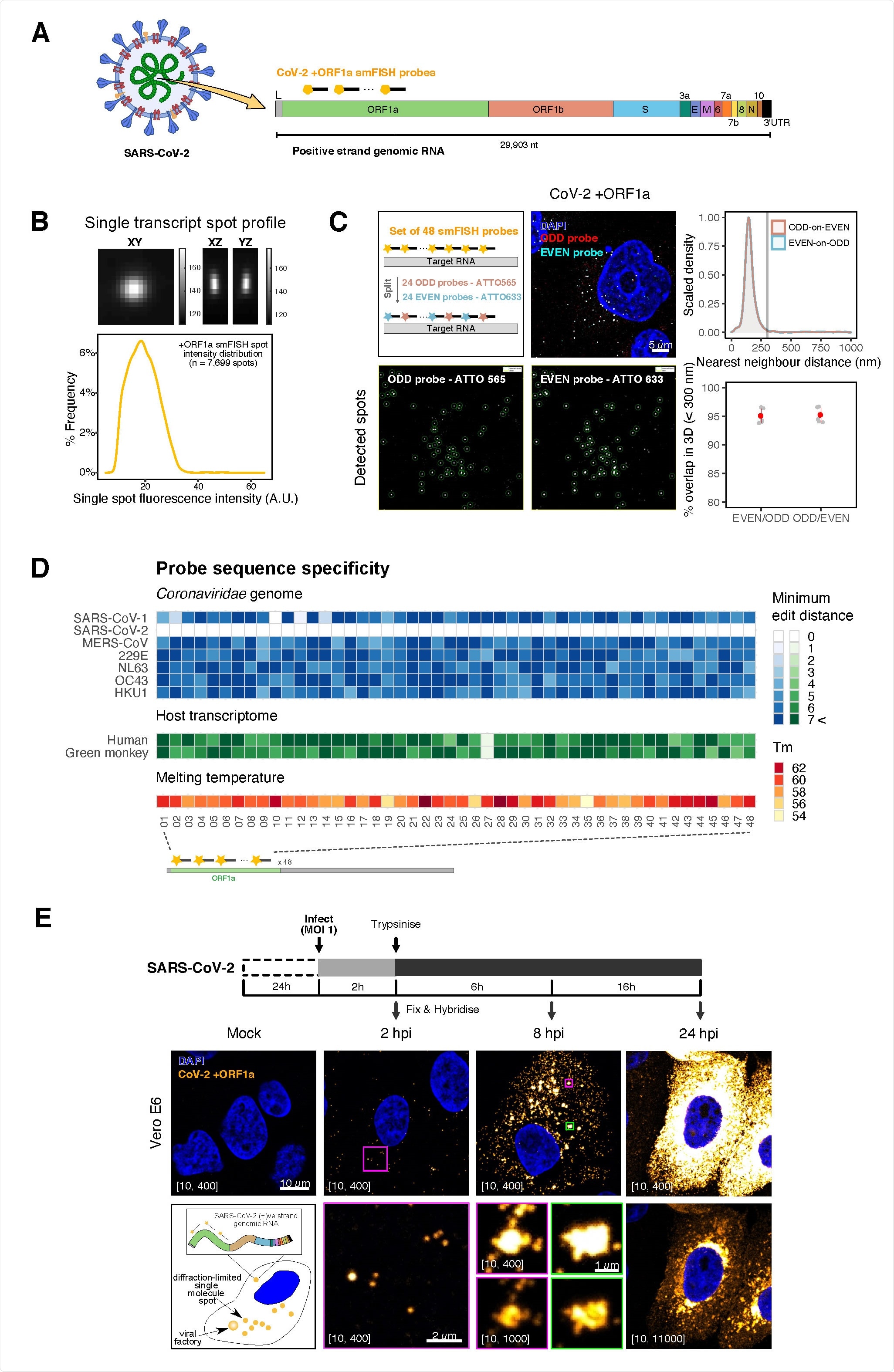 Sensitive single-molecule detection of SARS-CoV-2 genomic RNA in infected cells. (A) Schematic illustration of single-molecule fluorescence in situ hybridisation (smFISH) for detecting SARS-CoV-2 positive strand genomic RNA (+gRNA) within infected cells. (B) Reference spatial profile of a diffraction-limited +ORF1a smFISH spot. The gradient legend represents relative fluorescence intensity (top). Frequency distribution of smFISH spot intensities, exhibiting a unimodal distribution (bottom). (C) Assessment of smFISH detection sensitivity by a dual-colour co-detection method. Maximum intensity projected images and corresponding FISH-quant spot detection views of ODD and EVEN probe sets are shown. Scale bar = 5 µm. Density histogram of nearest11 neighbour distance from one spectral channel to another (top). Vertical line indicates 300 nm distance. Percentage overlap between spots detected by ODD and EVEN split probes, calculated bidirectionally (bottom). (D) Heatmap of probe sequence alignment against various Coronaviridae and host transcriptomes. Each column represents individual 20 nt +ORF1a probe sequences. The minimum edit distance represents mismatch scores, where ‘0’ indicates a perfect match. Melting temperatures of each probe at the smFISH hybridisation condition are shown. (E) Experimental design for visualising SARS-CoV-2 gRNA with smFISH at different time points after infection of Vero E6 cells. Cells were seeded on cover-glass and 24 h later, inoculated with SARS-CoV-2 (Victoria strain at MOI 1) for 2 h. Non-internalised viruses were removed by trypsin digestion and cells fixed at the timepoints shown. Representative 4 µm maximum intensity projection confocal images are shown. Numbers at the bottom left corner indicate dynamic contrast range used to display the image. Magnified view of insets in the upper panels are shown in lower panels. Scale bars = 10 µm or 2 µm.