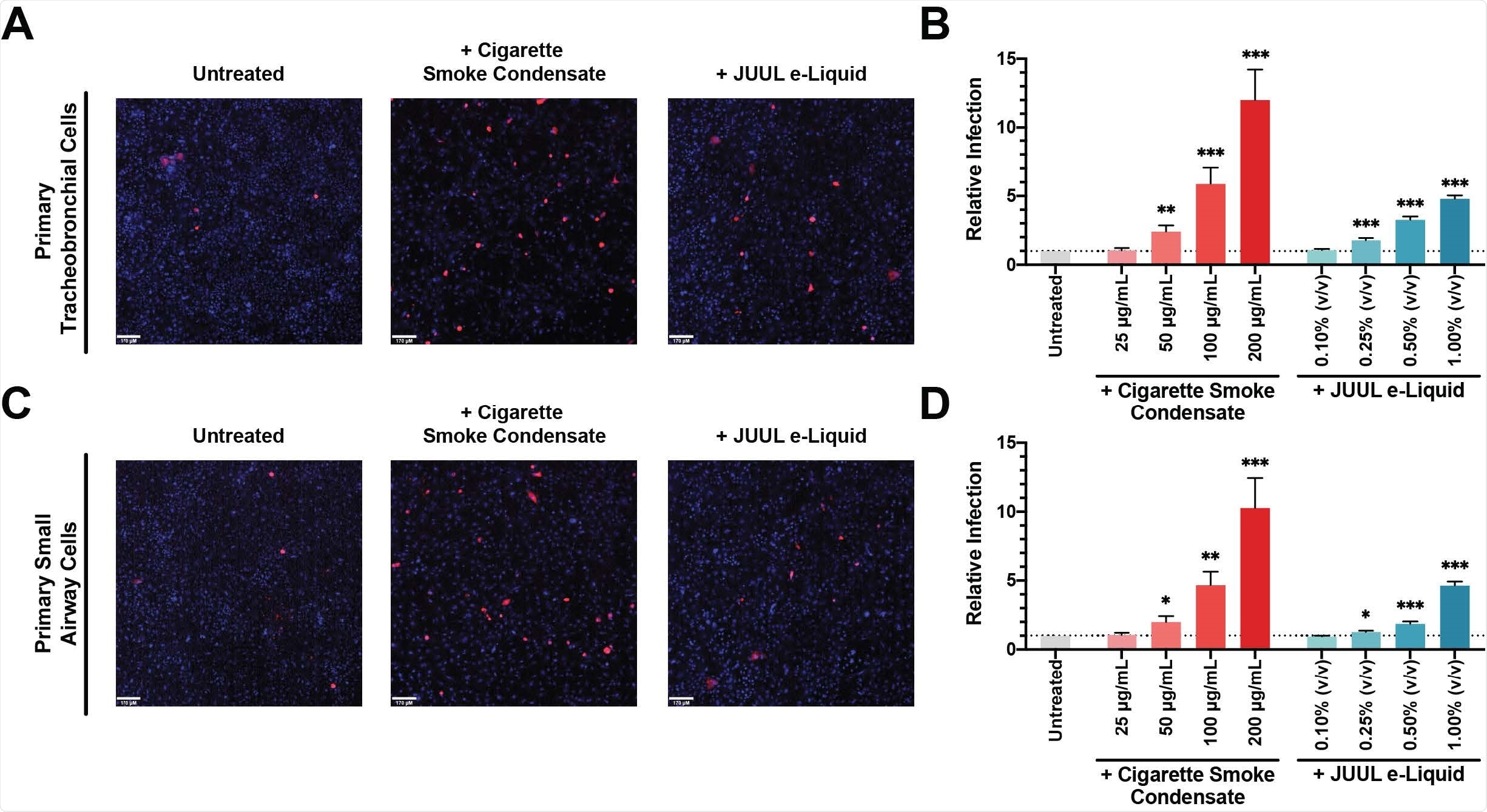 Cigarette Smoke Condensate Exposure Increases SARS-CoV-2 Pseudovirus Infection. Primary tracheobronchial (A) and small airway cells (C) were pre-treated with 200 μg/mL CSC (middle) and 1.00% JUUL e-Liquid (right) for 24 hours and challenged with SARSCoV-2 pseudovirus. Following incubation for 48 hours, live cells were imaged on a spinning-disc confocal microscopy system (UltraVIEW Vox; PerkinElmer). Cell nuclei were stained with Hoechst dye and infected cells were shown in red. Flow cytometry quantification of relative SARS-CoV-2 pseudovirus infection in different doses of CSC and JUUL e-Liquid pre-treated primary tracheobronchial cells (B) and small airway cells (D) were reported as fold change; n = 11-12 trials. Bars represent mean ± SEM. Unpaired t test * p < 0.05; ** p < 0.005; *** p < 0.0005. Scale bars, 170 μm.