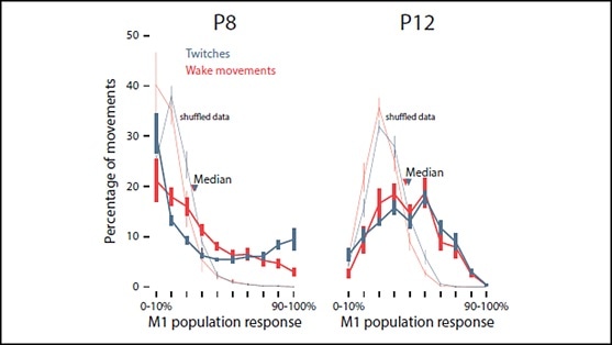Sleep twitches guide metamorphosis of motor cortex in rats