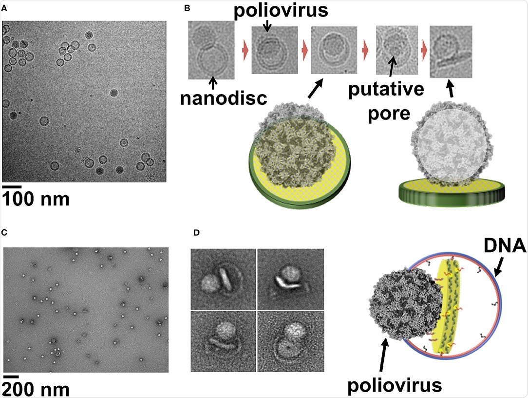 Cryo-EM image of a field view of poliovirus interacting with 50 nm cND containing CD155 receptor. (B) Cryo-EM images of individual viral particle tethered to nanodisc containing CD155. (C) Negative-stain TEM images of poliovirus interacting with 60 nm DCND containing CD155 receptor. (D) TEM images of individual viral particles interacting with DCND containing CD155. Some of the nanodiscs were partially released from their DNA scaffolds after binding the virus. The images show bending of the bilayer and creation of a pore in nanodisc by the poliovirus. A Cartoon representation of a nanodisc partially released from its DNA scaffold upon binding to the virus (right). This figure is adapted and used with permission from references (Nasr et al., 2017; Zhao et al., 2018).