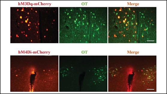 Maternal and paternal behaviors in voles promoted by the exact same neural pathways