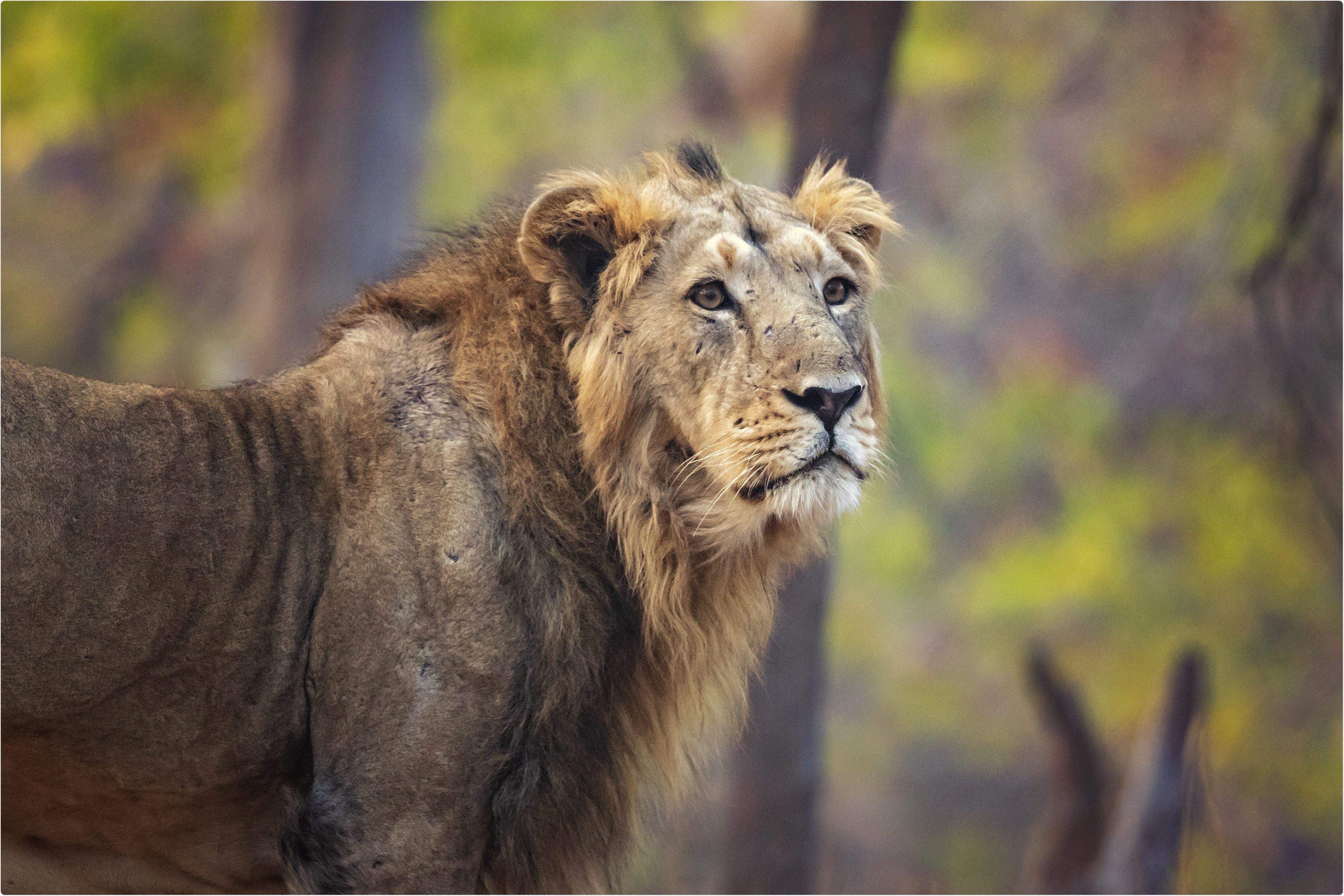 Study: Natural infection of SARS-CoV-2 delta variant in Asiatic lions (Panthera leo persica) in India. Image Credit: Milan Zygmunt / Shutterstock