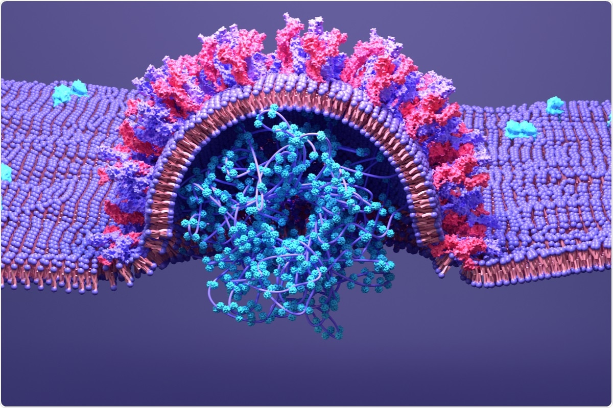 Study: SARS-CoV-2 Restructures the Host Chromatin Architecture. Image Credit: Design_Cells / Shutterstock