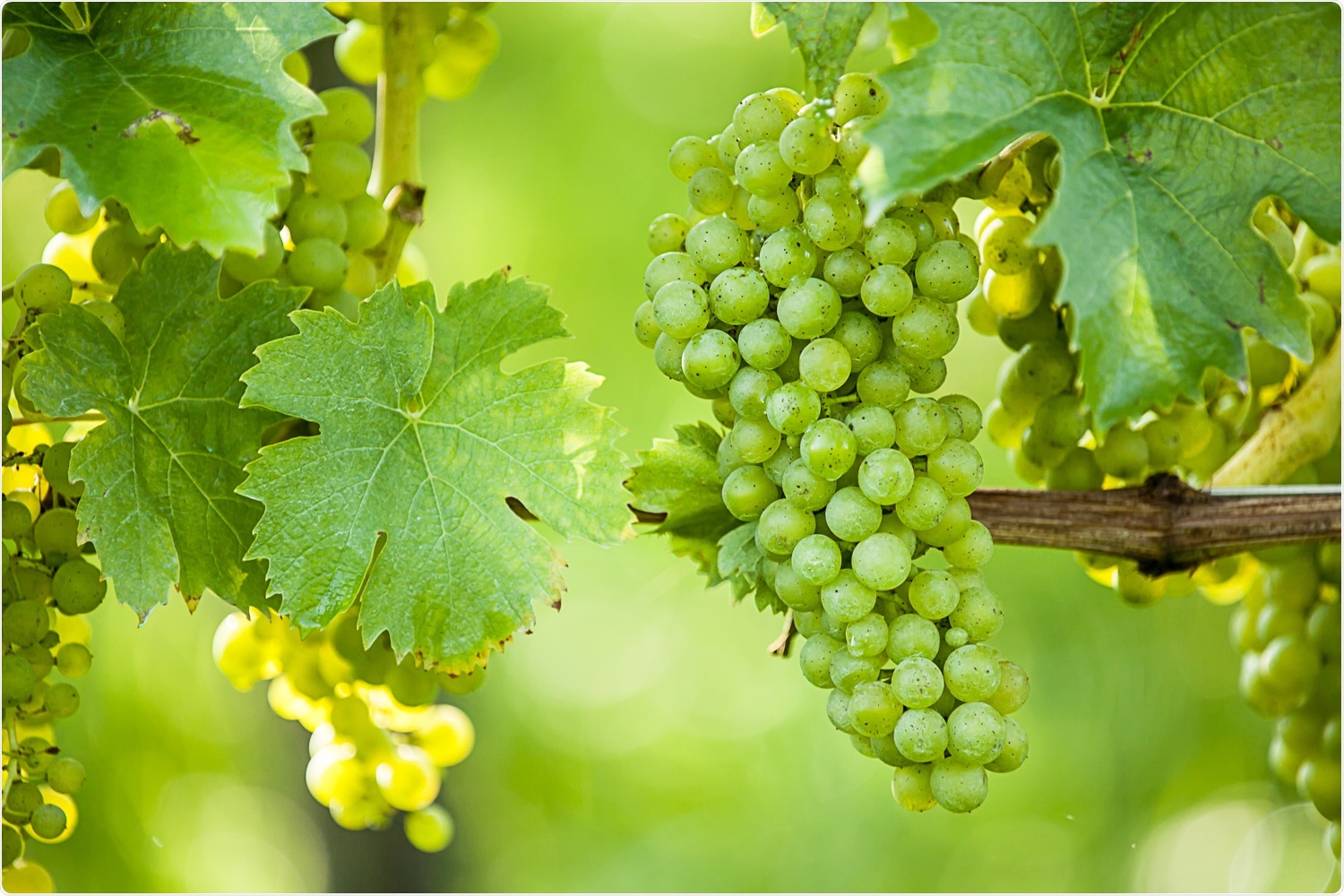 Study: Antiviral Activity of Vitis vinifera Leaf Extract against SARS-CoV-2 and HSV-1. Image Credit: Bildagentur Zoonar GmbH / Shutterstock