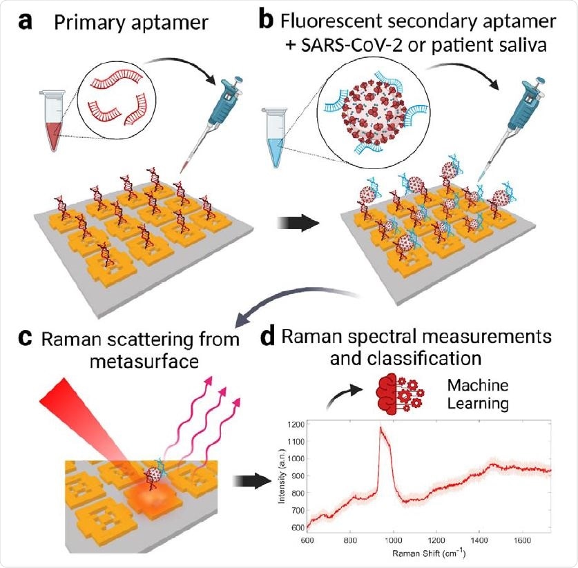 Operation of the SARS-CoV-2 metasurface biosensor with double DNA aptamers and machine learning classification. a, The metasurface sensor chip is functionalized using a thiol-modified primary DNA aptamer that is specific for SARS-CoV-2 spike glycoproteins. b, Unprocessed COVID-19 patient saliva or inactive SARS-CoV-2 sample is mixed with fluorescent secondary aptamer, resulting in virus-secondary aptamer complex. 2 µL of the mixture is dropped onto the metasurface modified with the primary aptamer to form the sandwich structure (primary aptamer, SARS-CoV-2, secondary aptamer). c, Aptamers capture the SARS-CoV-2 by binding to virus glycoproteins, form a sandwich structure yielding strong plasmonic enhancement of the virus-specific fluorescent and Raman emissions. d, These Raman spectra are then used in the machine learning classifier model for viral presence, concentration, and the variant type