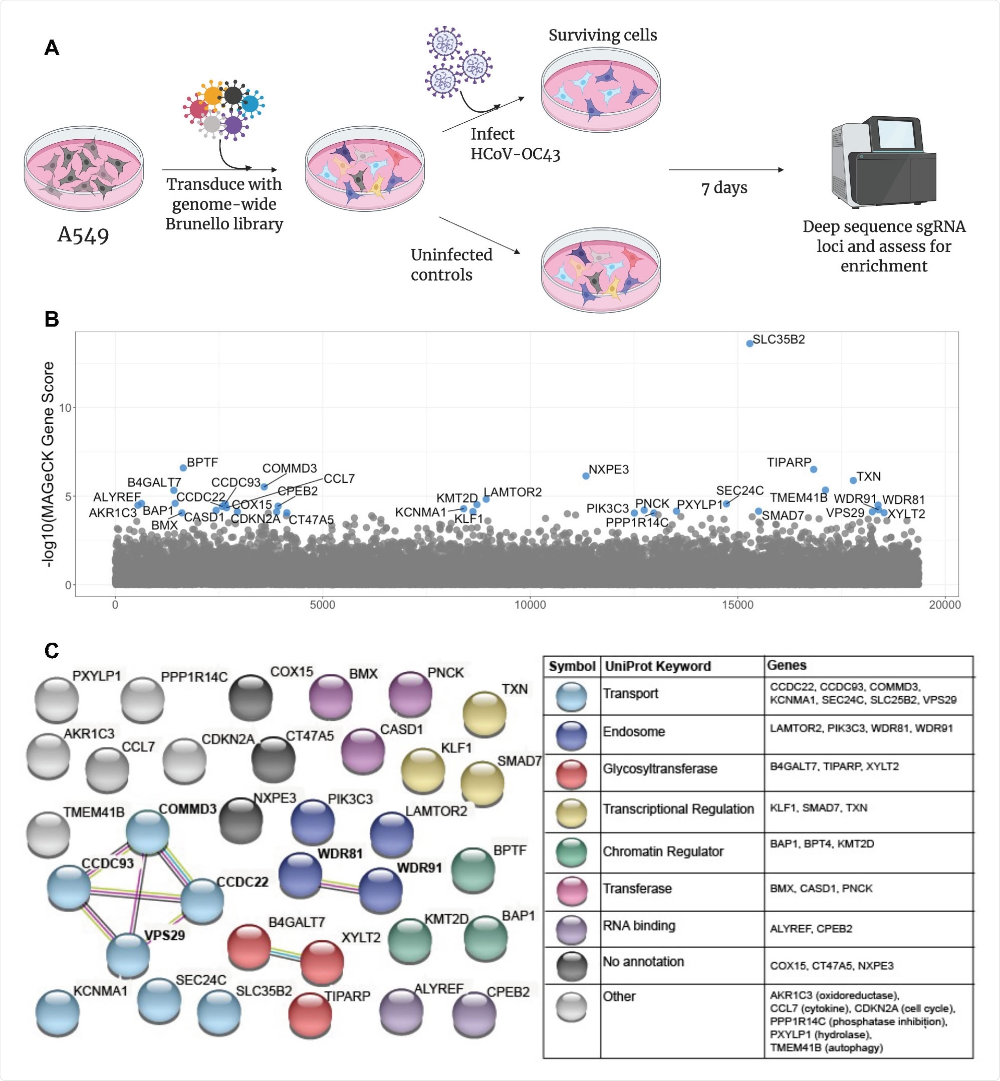 A CRISPR screen reveals genes influencing HCoV-OC43 susceptibility (A) Schematic of screening setup (B) Screen results, where the x-axis corresponds to each unique gene in the library (labeled randomly from 1 to 19,114) and the y-axis denotes the -log10 MAGeCK gene score. All genes scoring higher than the best-scoring non-targeting control pseudogene are labeled in blue. The screen was performed in three independent replicates (C) string-db analysis and UniProt annotation of gene hits. Sphere colors correspond to UniProt keywords and connecting lines indicate strength of evidence underlying gene-gene interactions (pink: experimentally-determined interaction; blue: annotated interaction in curated databases; gray: evidence of co-expression; yellow: text-mining).