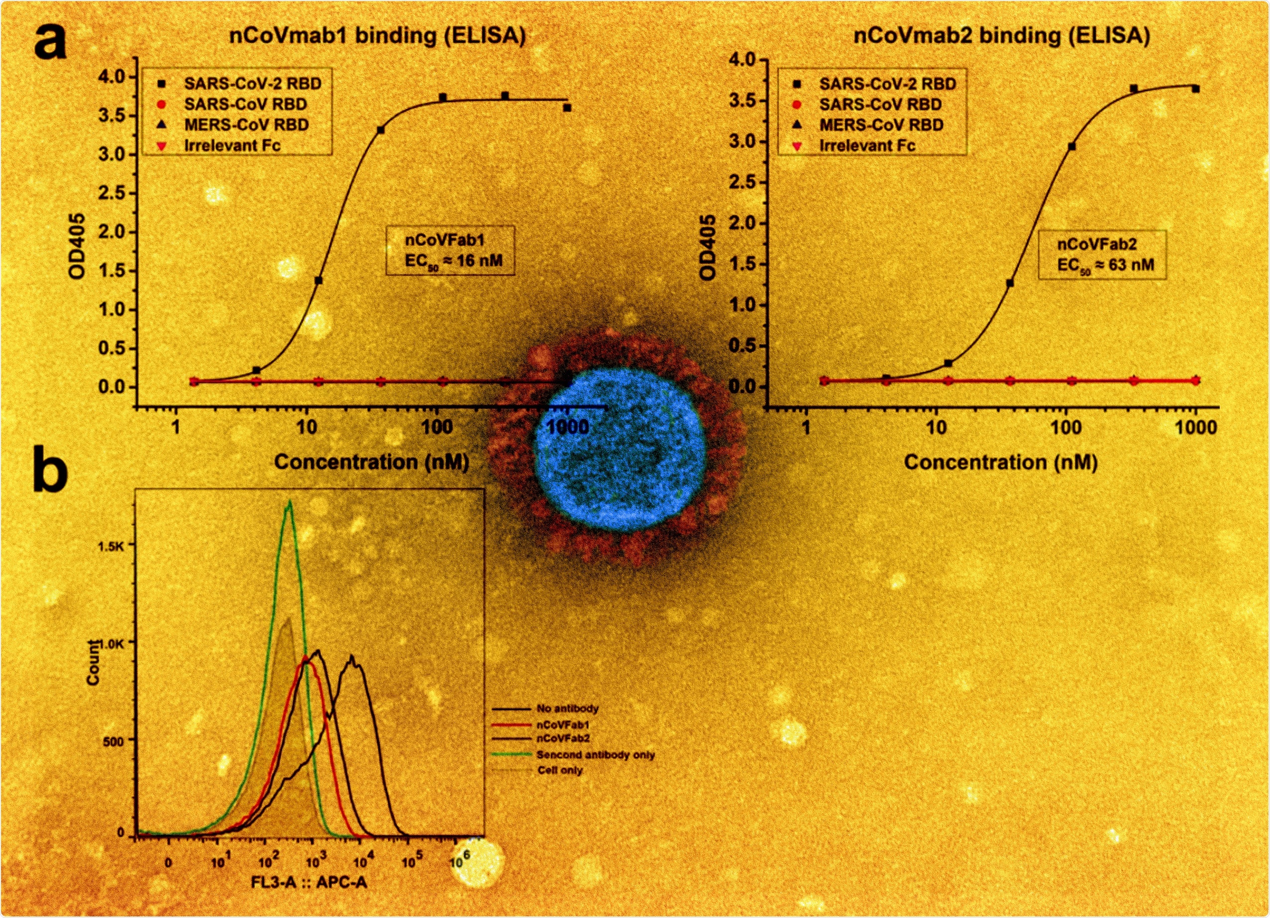 a Binding of nCoVFab1 and nCoVFab2 to different RBDs, as measured by an ELISA. RBD-Fc fusions of SARS-CoV-2, SARS-CoV, and MERS-CoV were used as antigens. Irrelevant Fc protein was used as a negative control. The experiments were performed independently twice and similar results were obtained. One representative experiment is shown and data are average values of two replicates. b Blockage of binding of SARS-CoV-2 RBD-Fc to Vero E6 cells by Fabs. nCoVFab1 and nCoVFab2 inhibited the binding fluorescence shift with efficiencies of approximately 89% and 82%, respectively, as measured by flow cytometry.