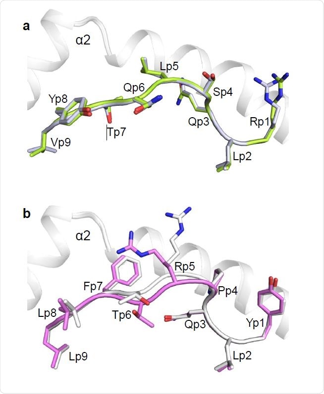 Conformations of RLQ and YLQ peptides bound to HLA-A2. (a) Side view of two superposed RLQ–HLA-A2 molecules in the asymmetric unit of the crystal. Carbon atoms of the superposed RLQ peptides are green or gray; nitrogen atoms are blue; oxygen atoms are red. HLAA2 is gray. Residue labels for RLQ are aligned with the α-carbon atom of the respective residue. (b) Side view of two superposed YLQ–HLA-A2 molecules in the asymmetric unit of the crystal. Carbon atoms of the superposed YLQ peptides are violet or gray.