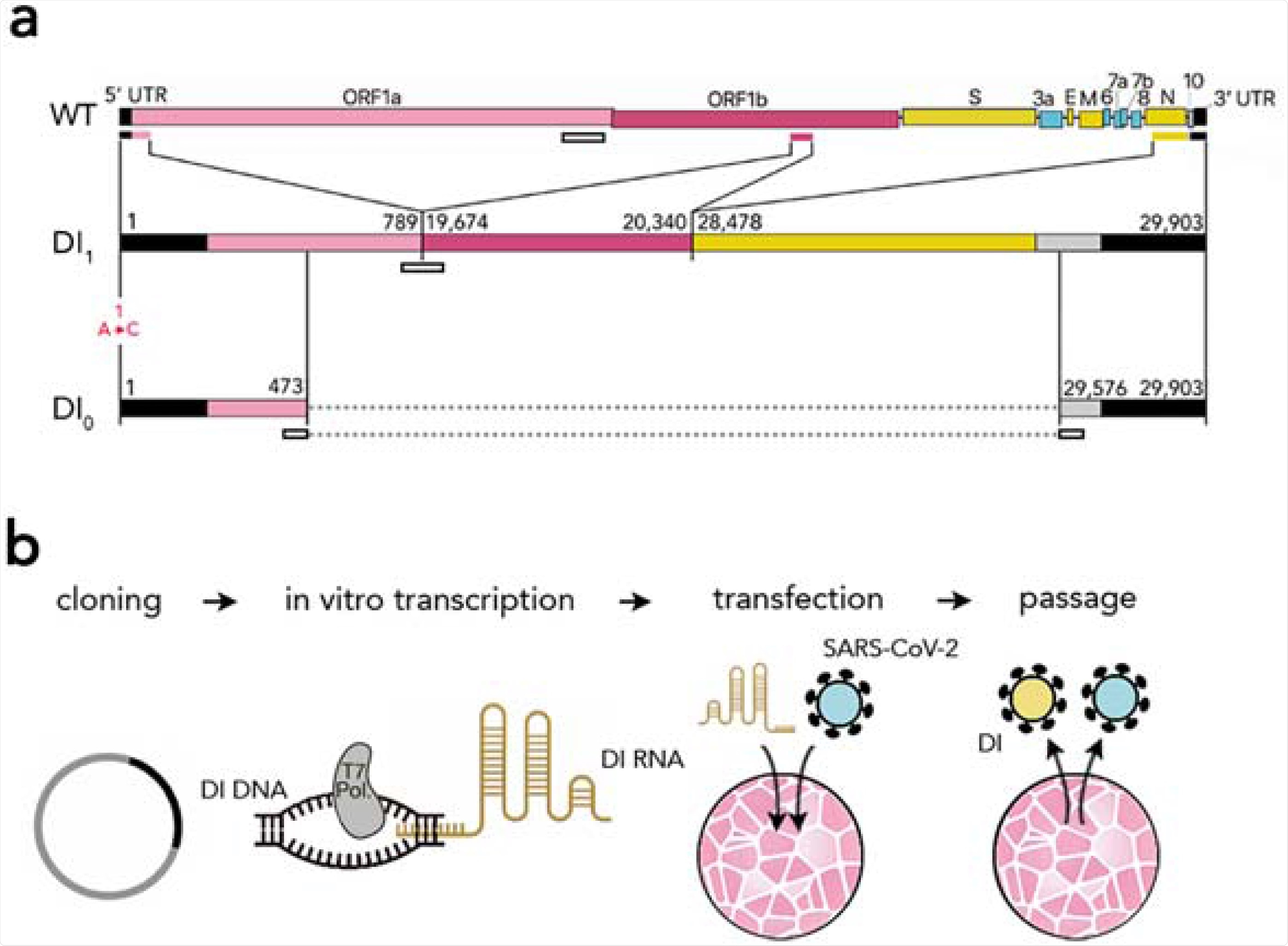 Synthetic defective interfering viruses. (A) Three portions of the wild type (WT) SARS-CoV-2 genome were used to create a synthetic defective interfering genome (DI1) and a shorter version (DI0) comprising only parts of the two terminal portions. Numbers delimiting the portions refer to positions in the SARS-CoV-2 genome. The first position is mutated (A →C) in both DI1 and DI0. Open rectangles show the position of the probes and primers used. (B) To produce synthetic DI particles, DNA constructs corresponding to the RNA sequence of DI1 or DI0 were transcribed into RNA in vitro using T7 RNA polymerase and transfected into Vero-E6 cells that were then infected with SARS-CoV-2. The supernatant from these cell cultures was used to infect new cells.