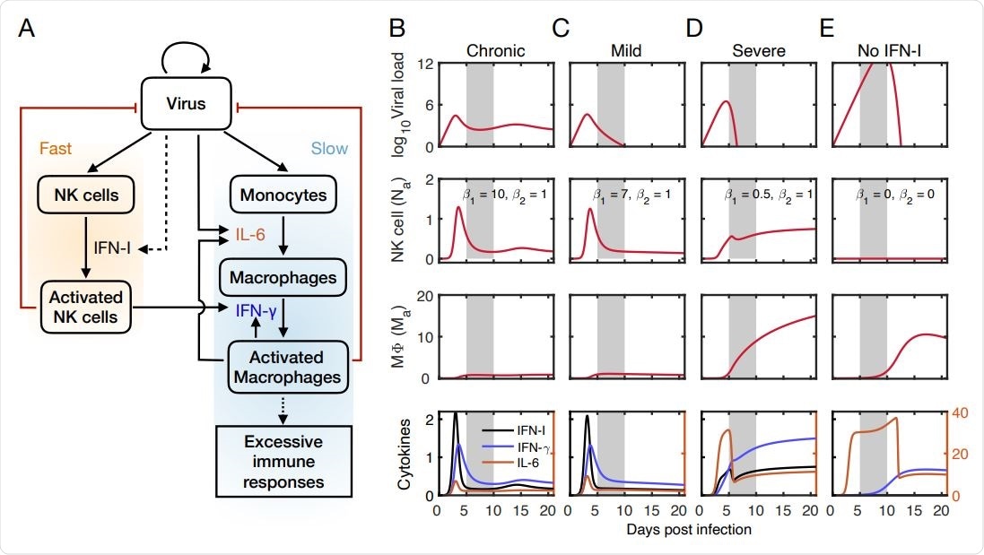 Mathematical model captures outcomes of viral infection at the early stage.