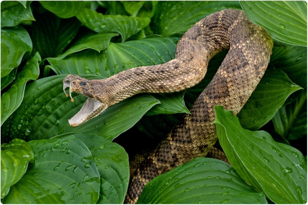 Rattlesnake