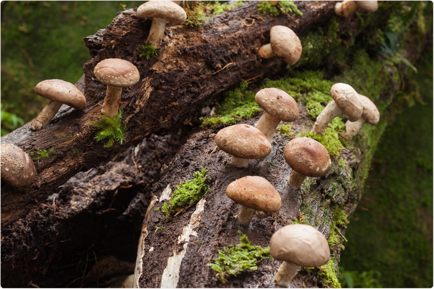 Study: What’s for dinner this time?: DNA authentication of “wild mushrooms” in food products sold in the USA. Image Credit: Puttography/Shutterstock