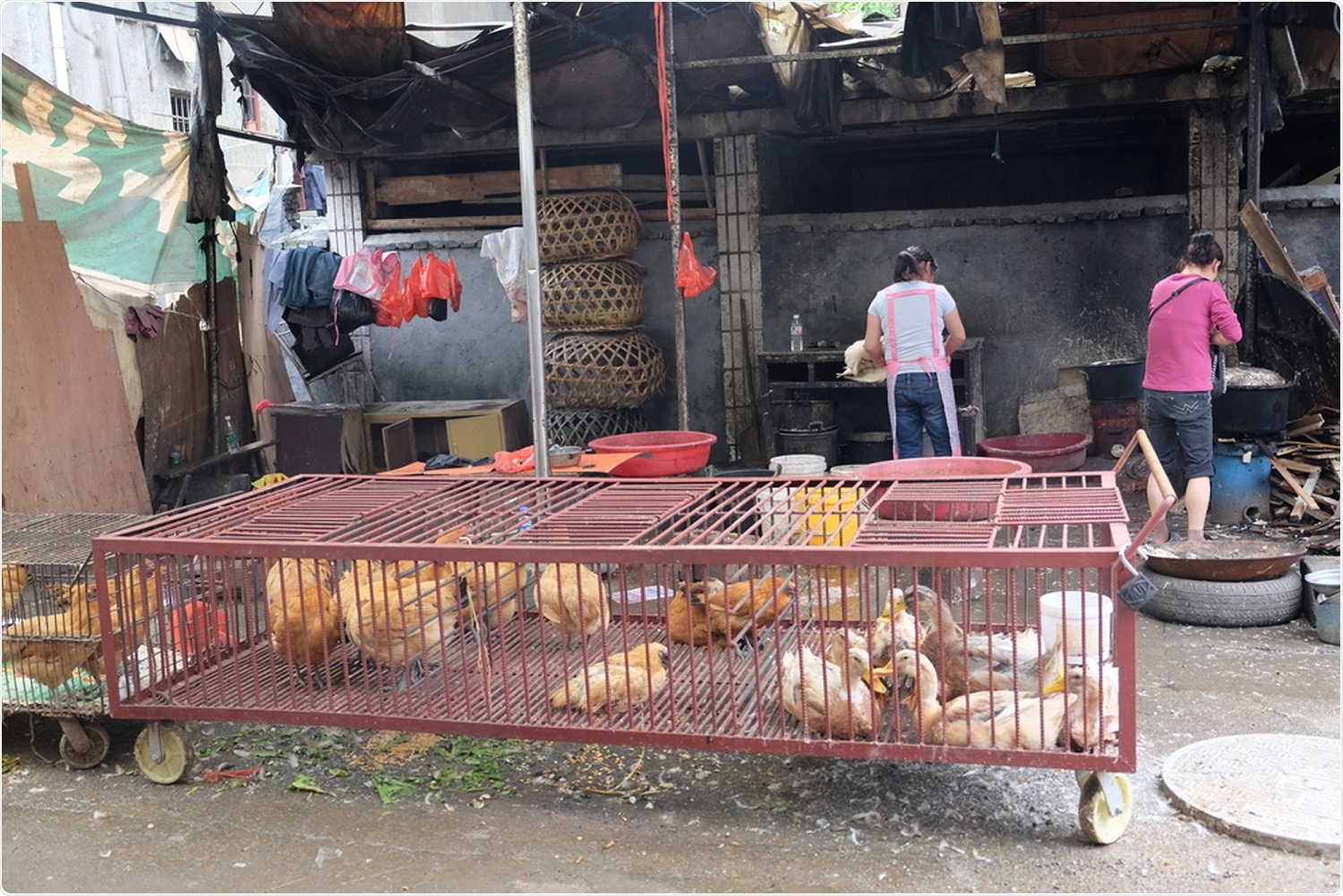 Image Credit: TRAN THI HAI YEN / Shutterstock