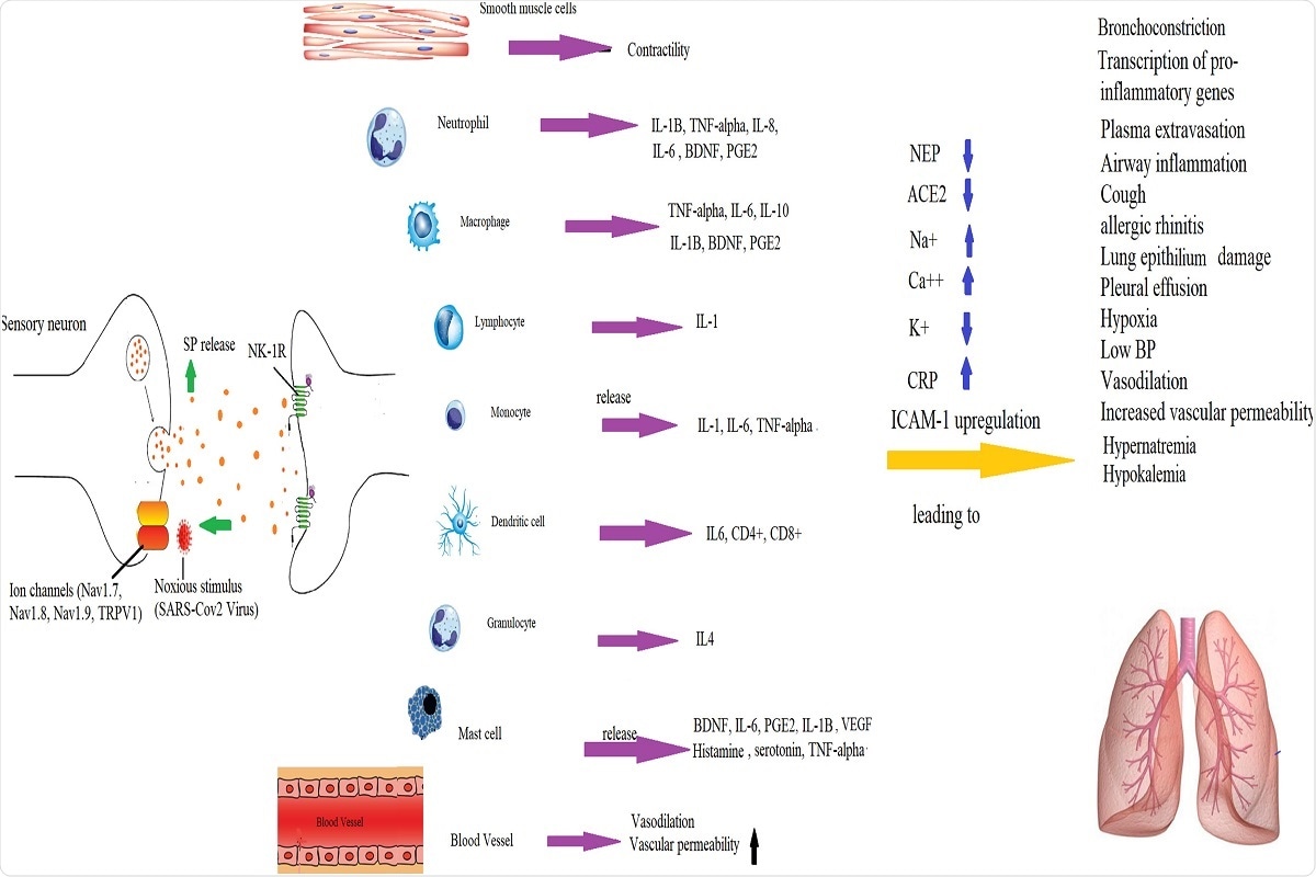 Fig. 3. Mechanisms by which SP-induced inflammation is implicated in the pathogenesis of COVID-19 infection. SP binds to NK-1R on endothelial cells to increase BBB permeability and release of cytokines by immune cells.