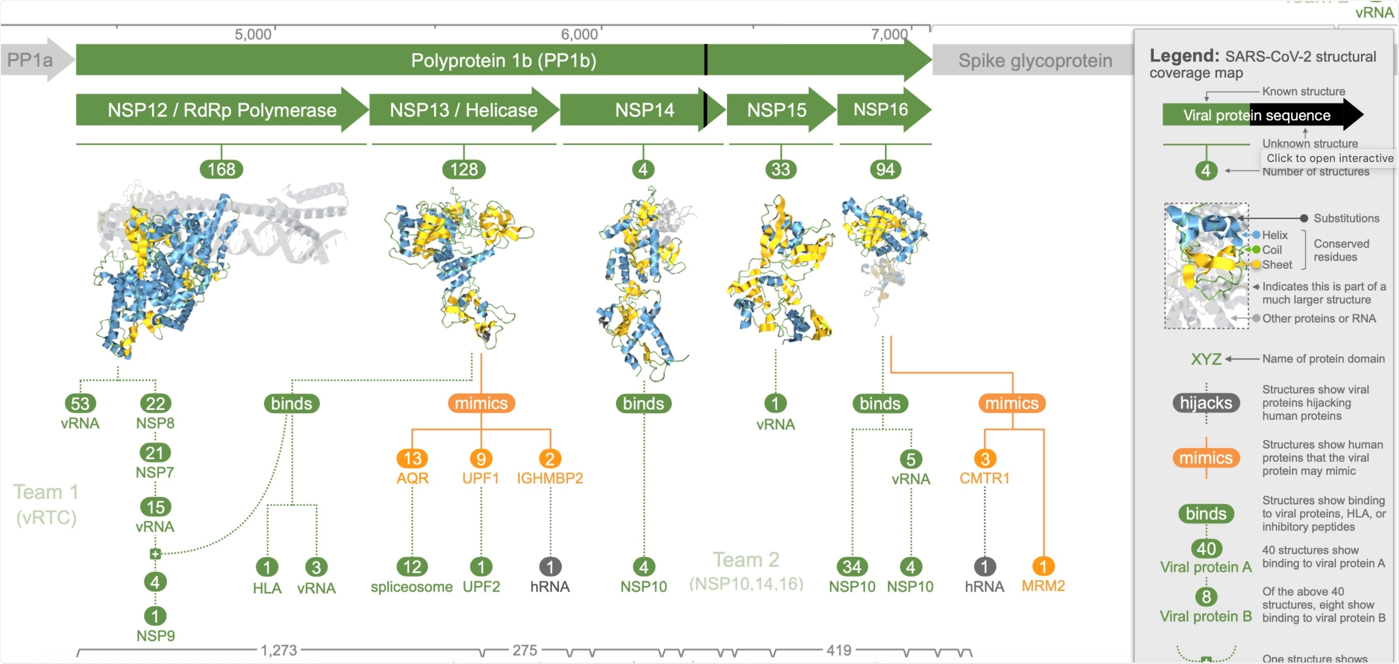 This Aquaria page summarises and maps all available 3D structural information for all proteins comprising the COVID-19 virus (SARS-CoV-2).