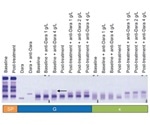How to get clearer test results on monoclonal antibodies