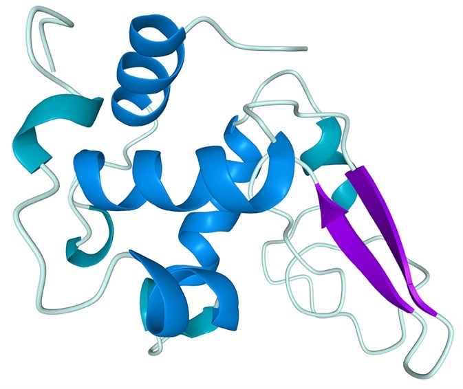 Determining the molecular weight, particle size and zeta potential of bovine serum albumin (BSA)