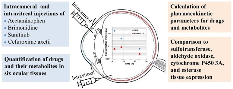 New study offers valuable information on ocular drug metabolism and pharmacokinetics