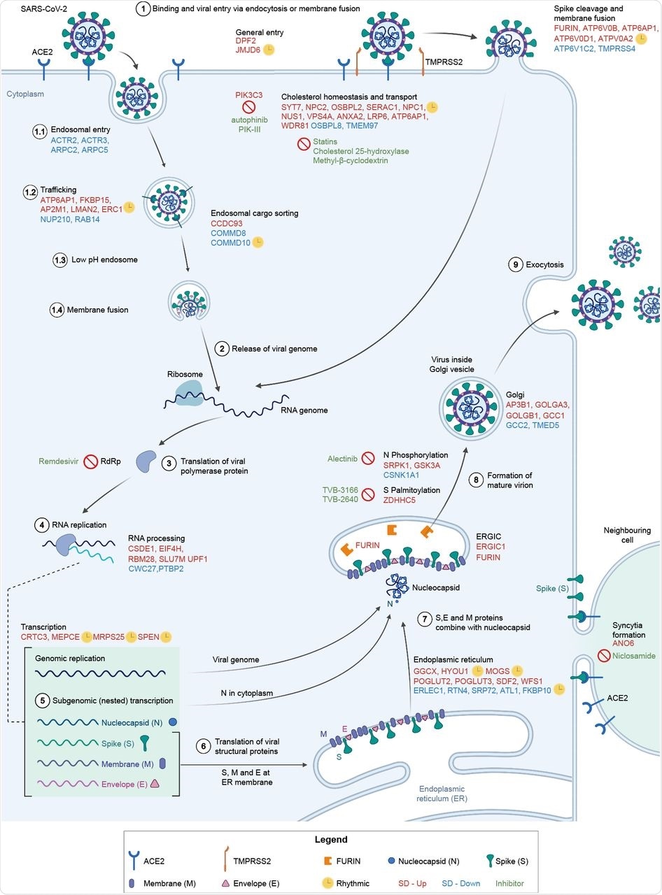 Involvement of differentially expressed genes after sleep deprivation in the SARS-CoV-2 life cycle. (1) SARS-CoV-2 binds ACE2 and enters via endocytosis or membrane fusion, depending on the availability of TMPRSS2/4. (2) The viral RNA genome is released into the cytoplasm and (3-4) replicated and (5) transcribed by RdRp. (6) Viral structural proteins are translated by host ribosomes. (7-8) The virion assembles and (9) is released. All differentially expressed genes shown (red font for SD-Up, blue font for SD-Down) apart from FURIN, TMPRSS4, GSK3A, SRPK1, and CSNK1A1 are critical host factors overlapping with at least one of the studies from Gordon et al. (2020b), Daniloski et al. (2021), Wei et al. (2021), or Zhu et al. (2021). Drugs targeting SD differential or viral genes mentioned are in green font. Cycling genes are denoted by a yellow clock. ACE2 = angiotensin-converting enzyme 2, ERGIC = ER-Golgi apparatus intermediate compartment, RdRp = RNA-dependent RNA polymerase, TMPRSS2 = transmembrane protease serine 2. Adapted from Du et al. (2009) and from “Coronavirus Replication Cycle” by BioRender.com. Created with BioRender.com.