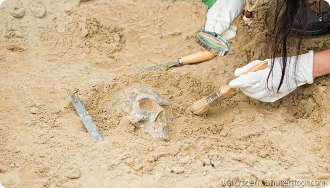 Anthropologist ancient human scull